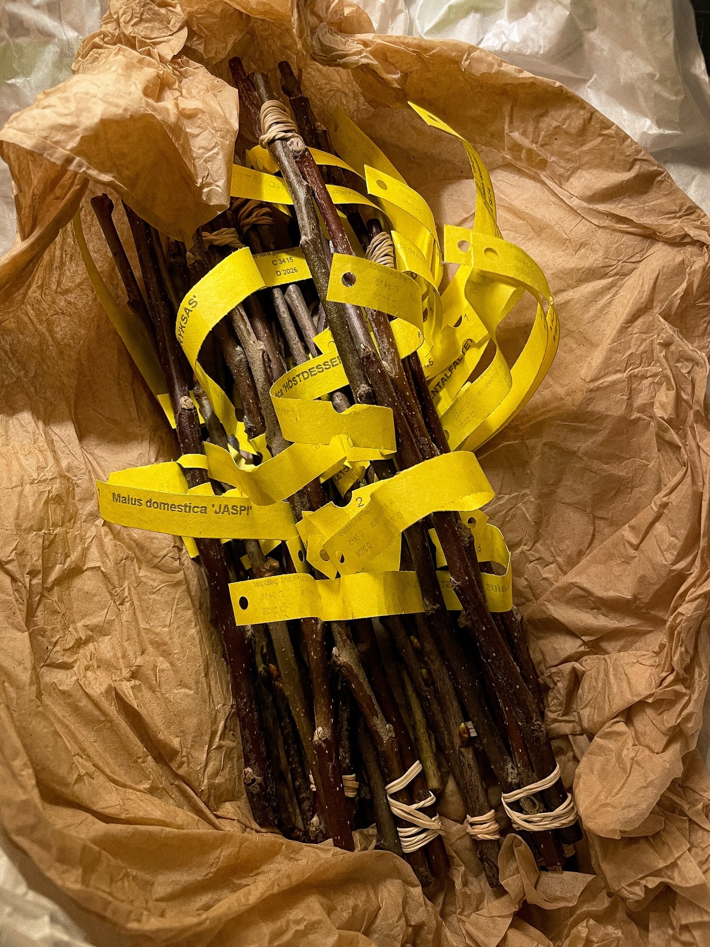 Ett av m&aring;nga v&aring;rtecken just nu. Buntar med ympris som ska bli frukttr&auml;d hos oss och hos de som kommer p&aring; workshop i helgen. 🪴🍎🍐🍒