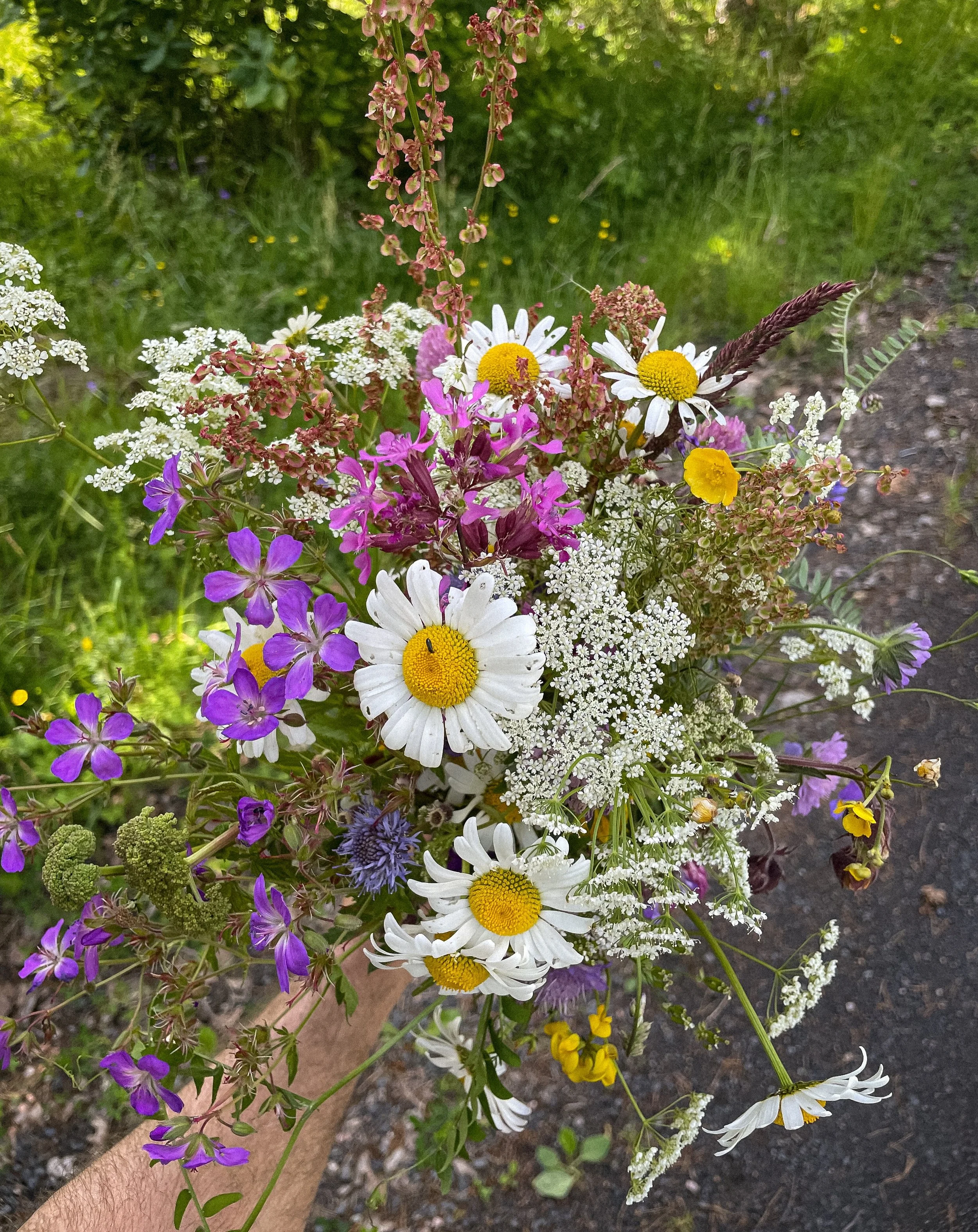 47 sorters vilda blommor blev det i midsommarst&aring;ng och kransar. Fryebos v&auml;grenar och gamla sl&aring;ttermarker &auml;r en rikedom av m&aring;ngfald. Hade en varit s&aring; road av fibblornas och sm&ouml;rblommornas flora att en kunde skilj