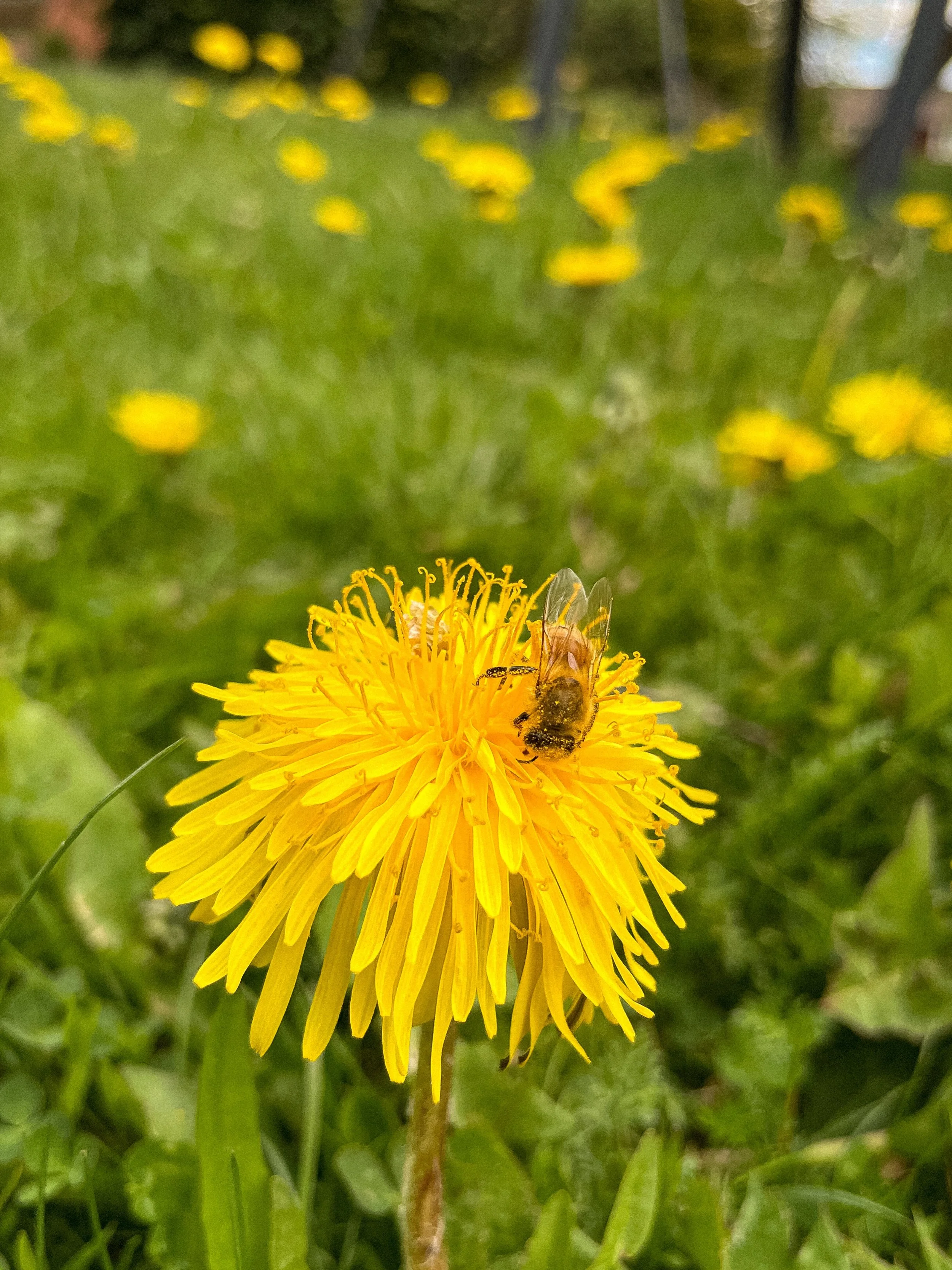 Internationella bidagen bjuder p&aring; prima flygv&auml;der, sk&ouml;n temperatur och maskros och &auml;ppelblom i m&auml;ngder. 🌤️🐝🌼