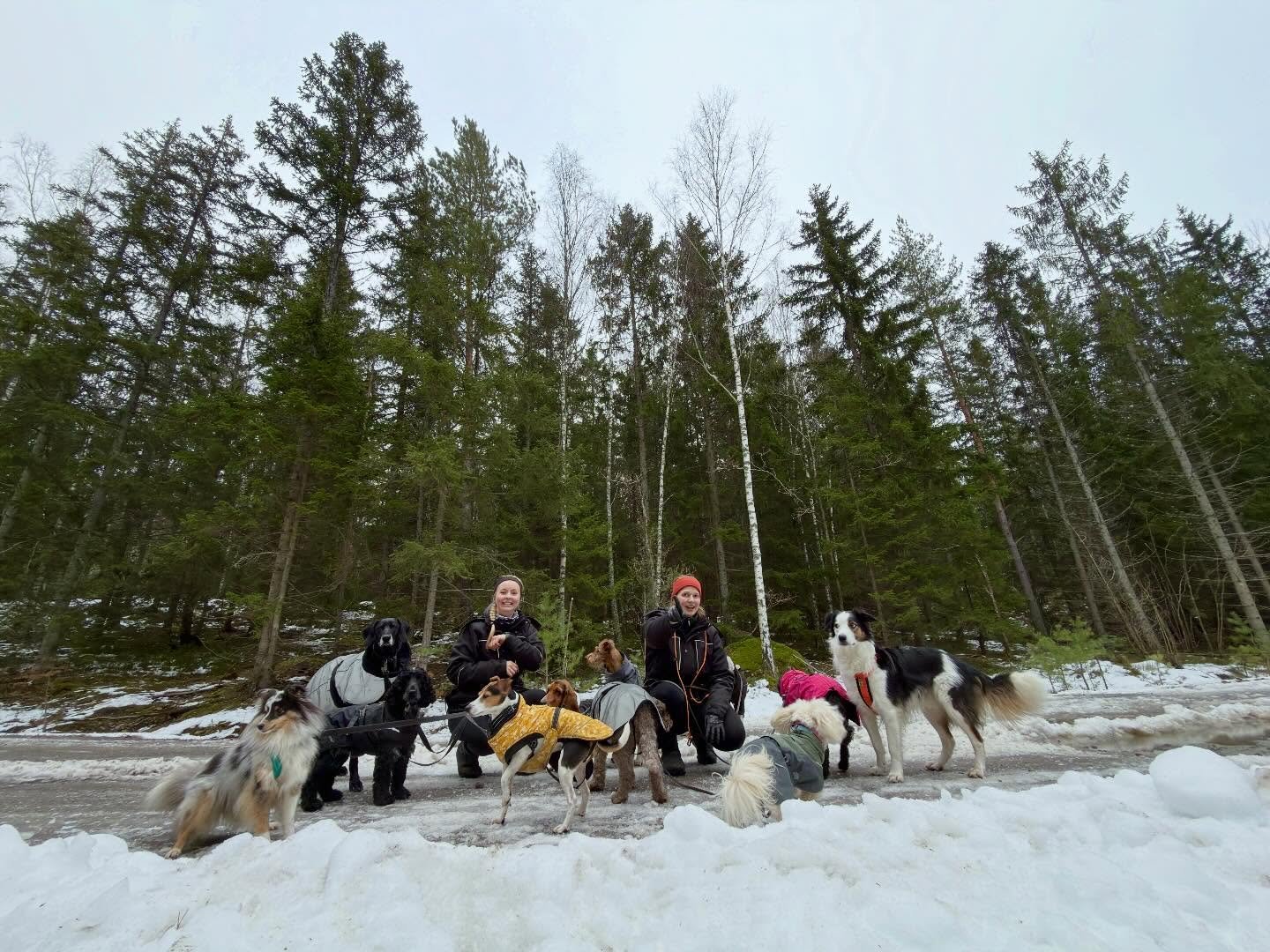 Utflykt i skogen!🌲🐕