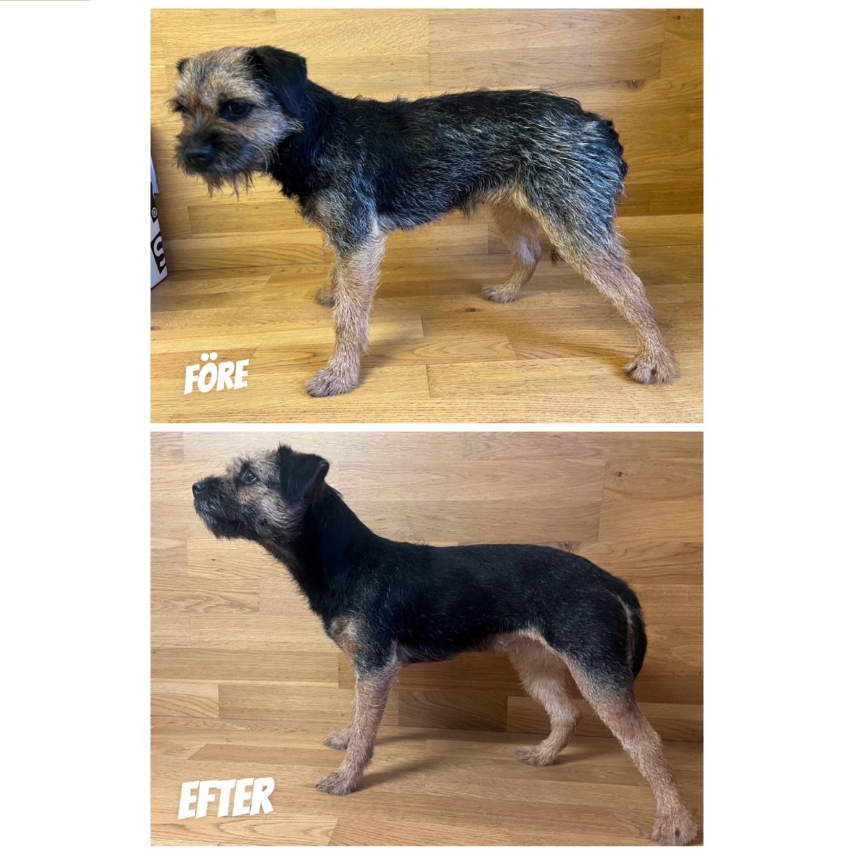 Borderterrier, f&ouml;re och efter trim hos oss!