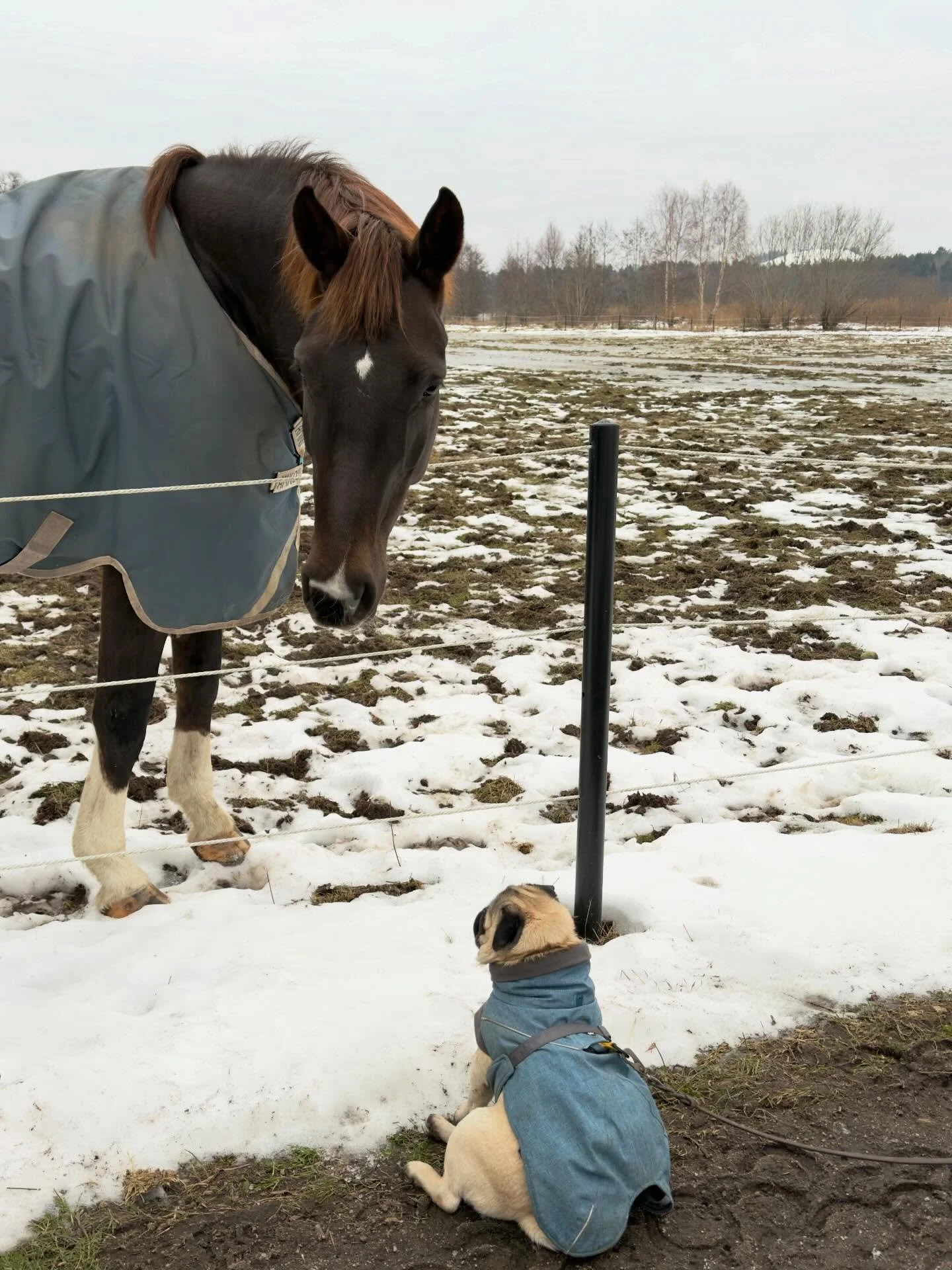 Promenaden bj&ouml;d p&aring; ett nytt m&ouml;te och det var inte l&auml;tt att s&auml;ga hejd&aring;!❤️🐴