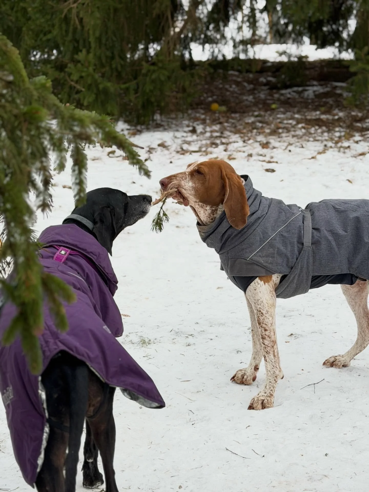 N&auml;r tv&aring; hittar den perfekta pinnen samtidigt&hellip;.och ingen vill ge sig! Fr&aring;gan e, vem vinner?😍🥹