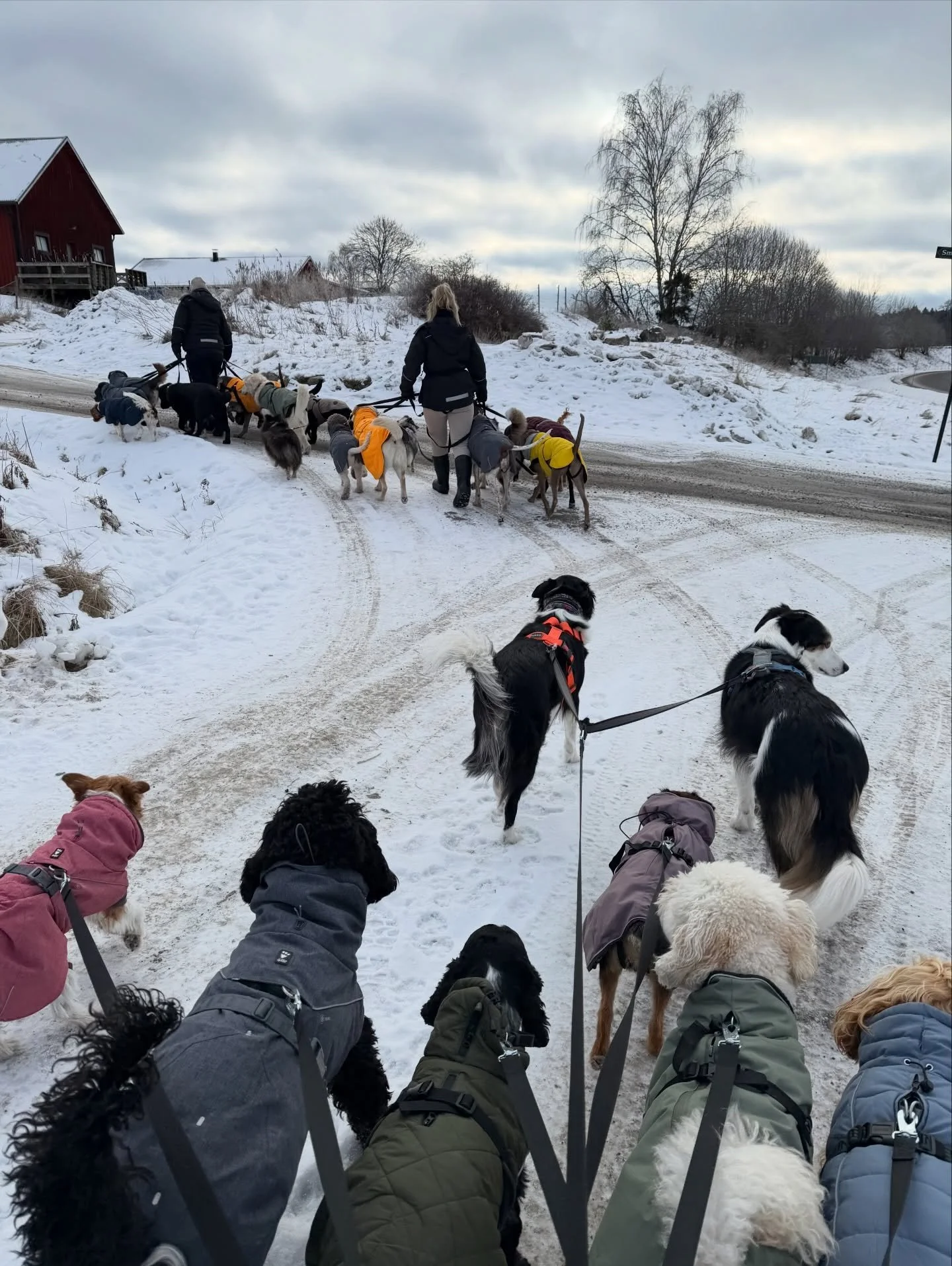 1,5 timmes prommis med det h&auml;r h&auml;rliga g&auml;nget! 🐶❄️☀️