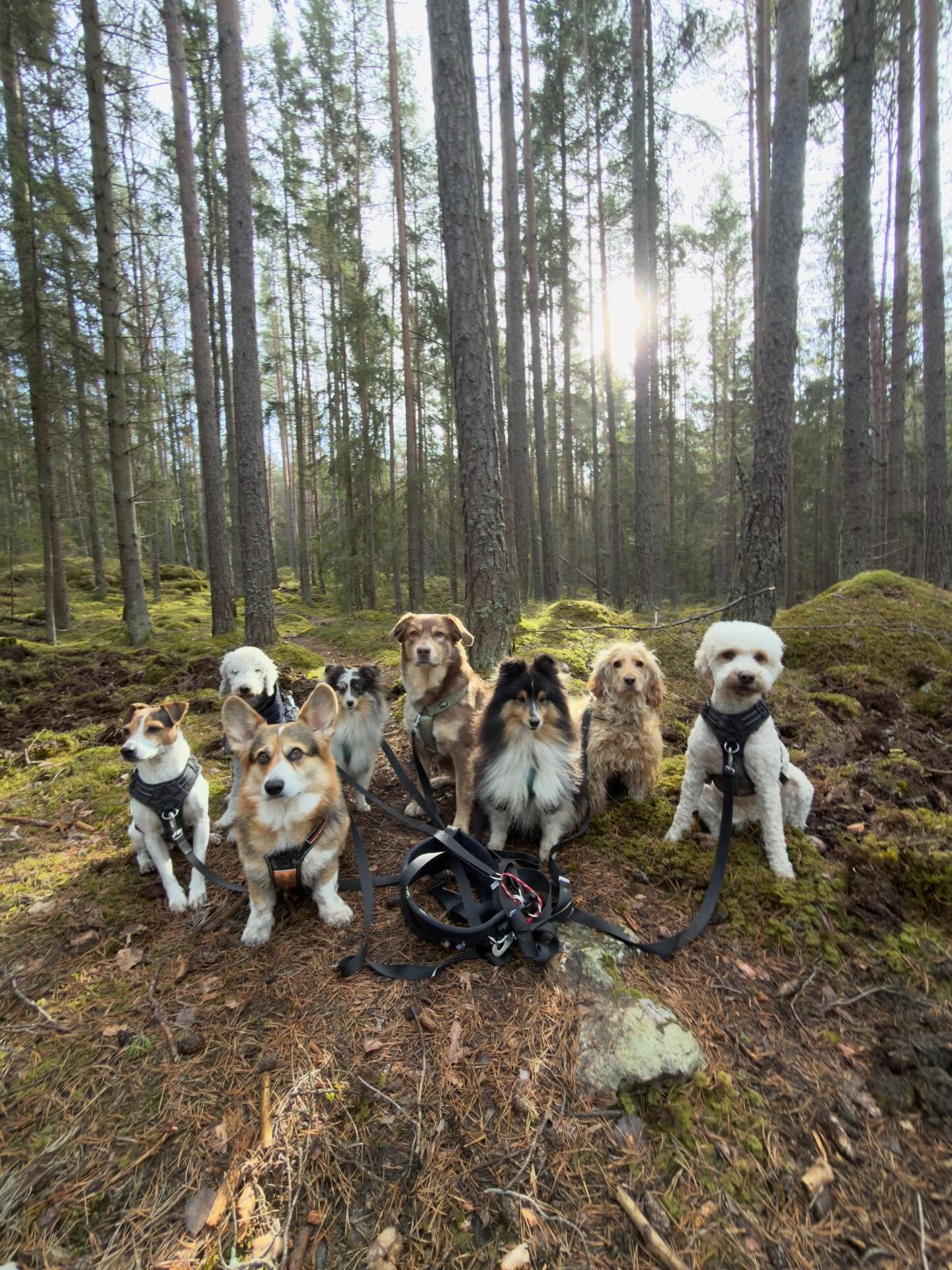 Skogspromenad i v&aring;rsolen med ett g&auml;ng n&ouml;jda vovvar! ☀️🌲