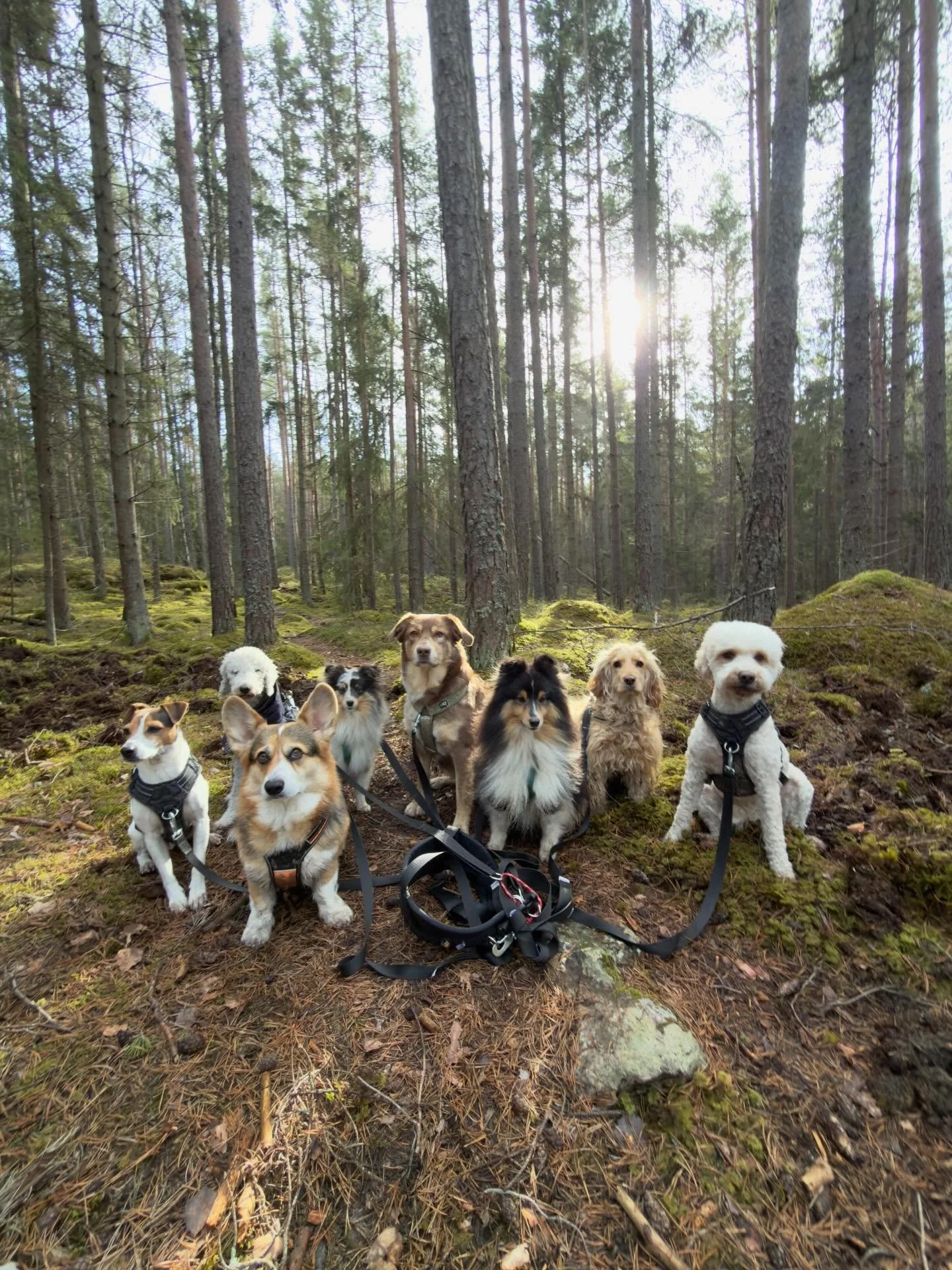 Skogspromenad i v&aring;rsolen med ett g&auml;ng n&ouml;jda vovvar! ☀️🌲