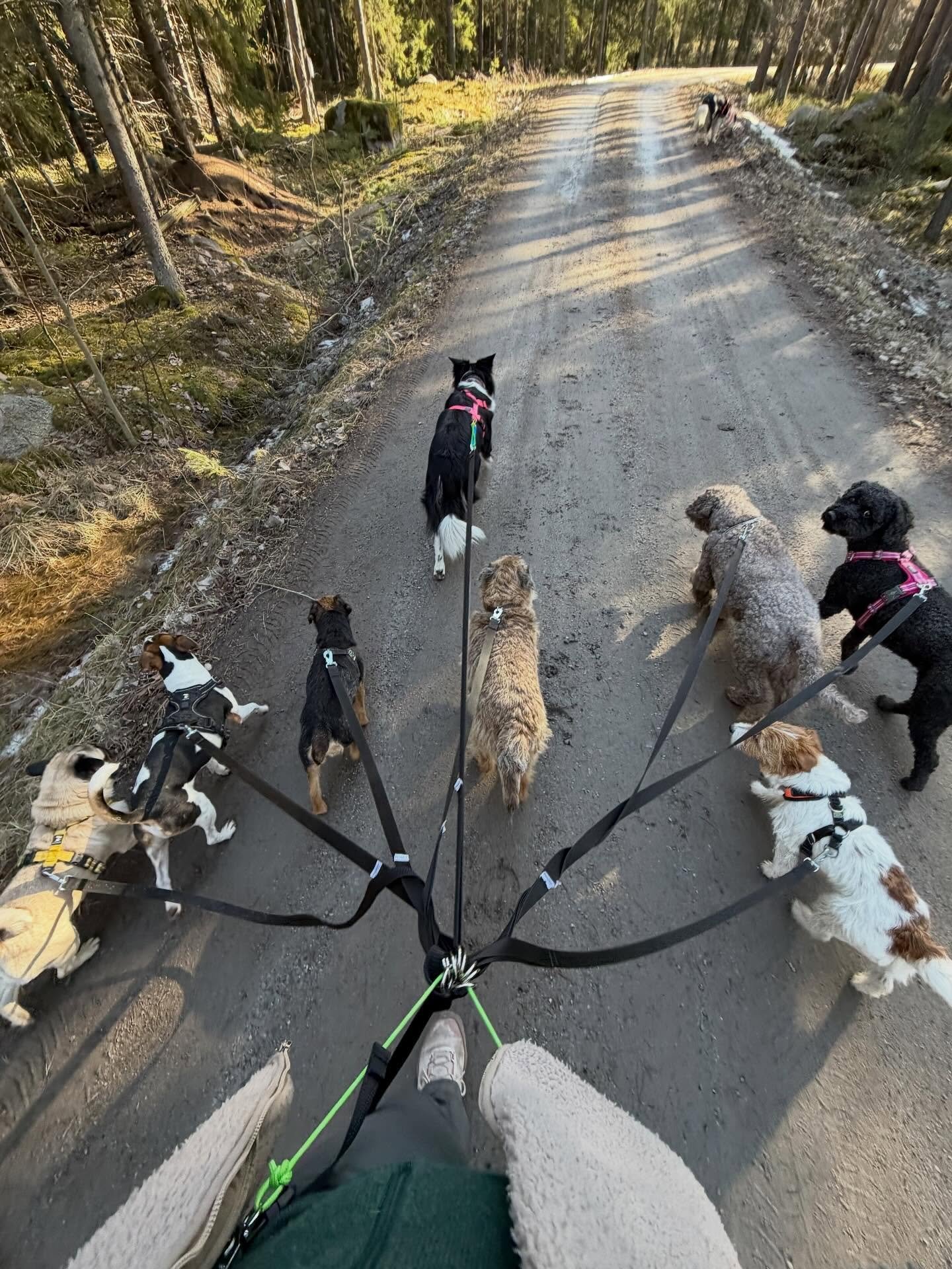 Ut p&aring; tur, aldrig sur! 🐶🌞🌿🐾