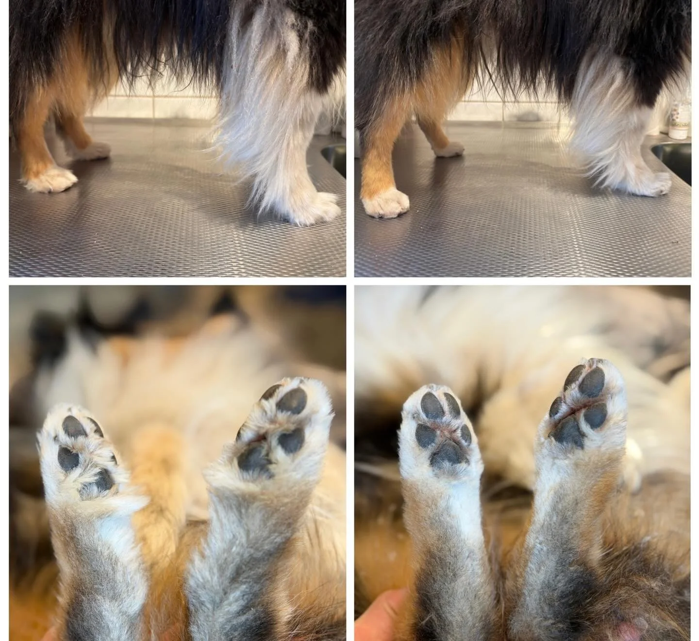 Visste du att tass-trim:
✅ Minskar smuts &amp; tovor
✅ Minskar risk f&ouml;r svamp 
✅Ger b&auml;ttre grepp
F&ouml;re &amp; efter 👆🏼🐾 Swipa f&ouml;r fler bilder!