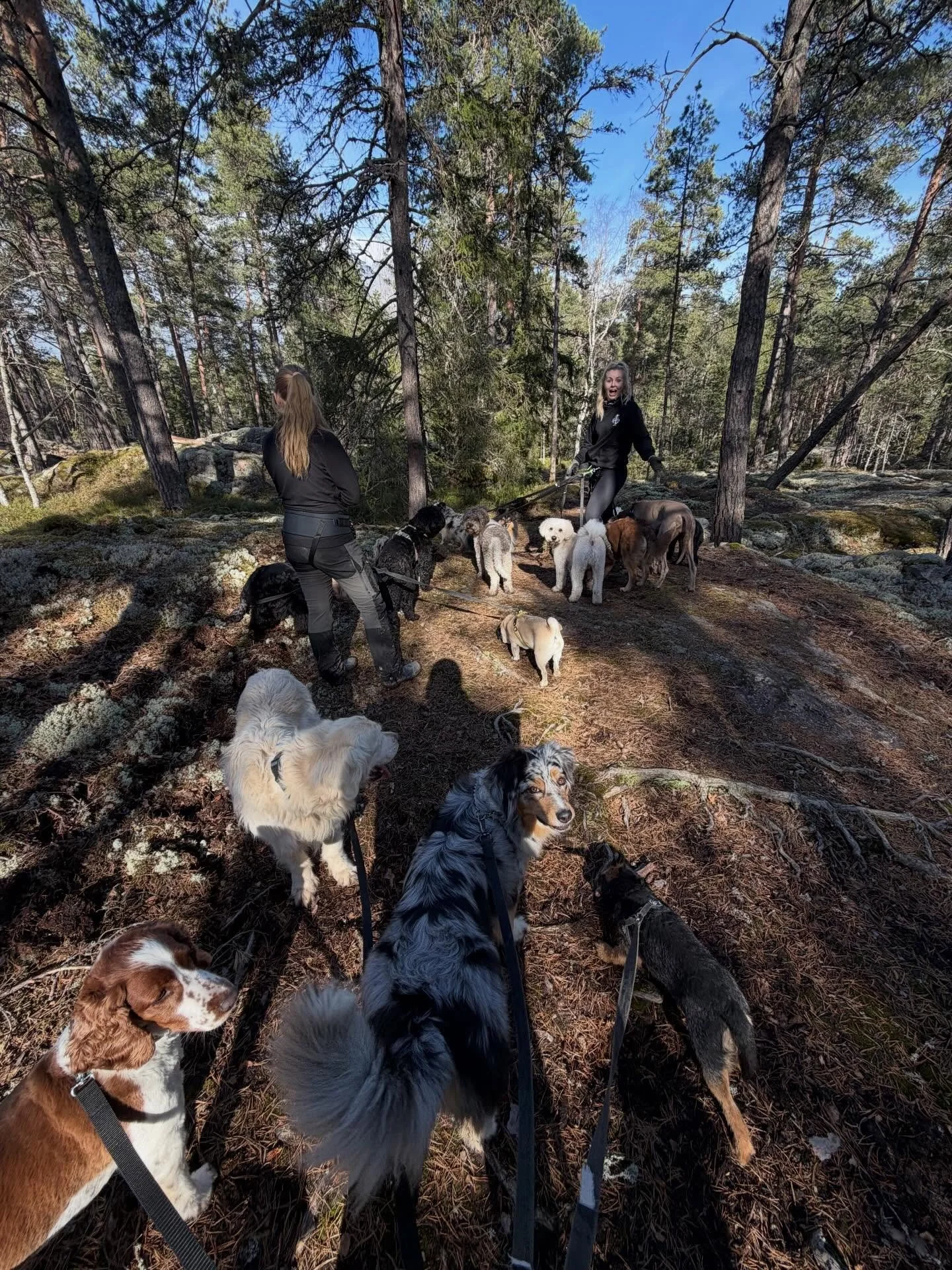 Skogspromenad n&auml;r dom &auml;r som b&auml;st!🥰🐕🌲🌞
