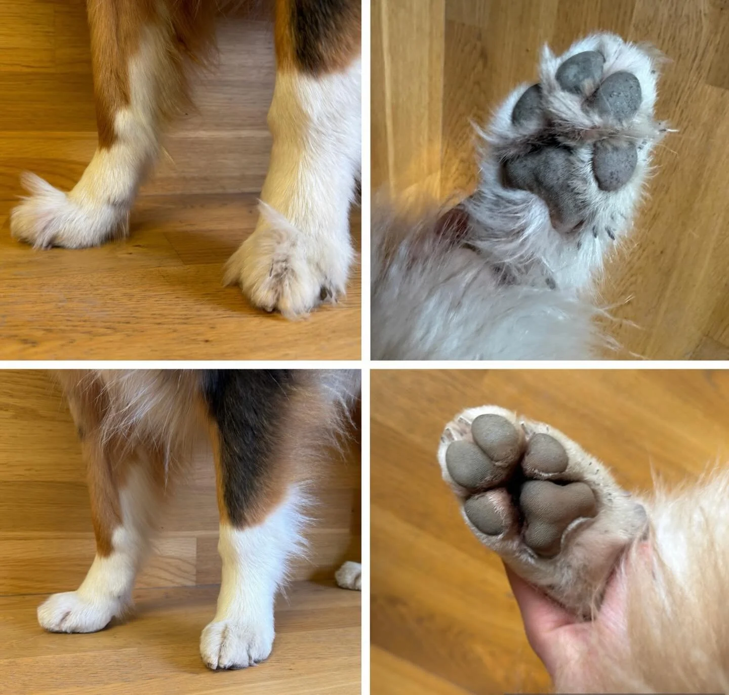 Dagens tasstrim!🐾✂️🐶