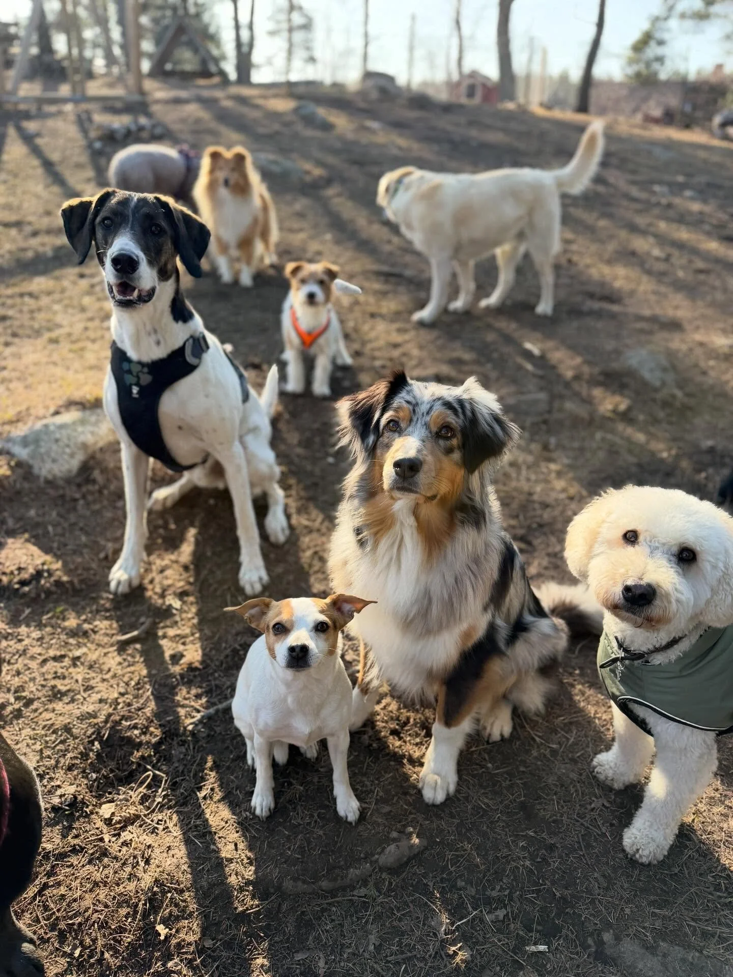 Sooooliga dagar!🌞🐕