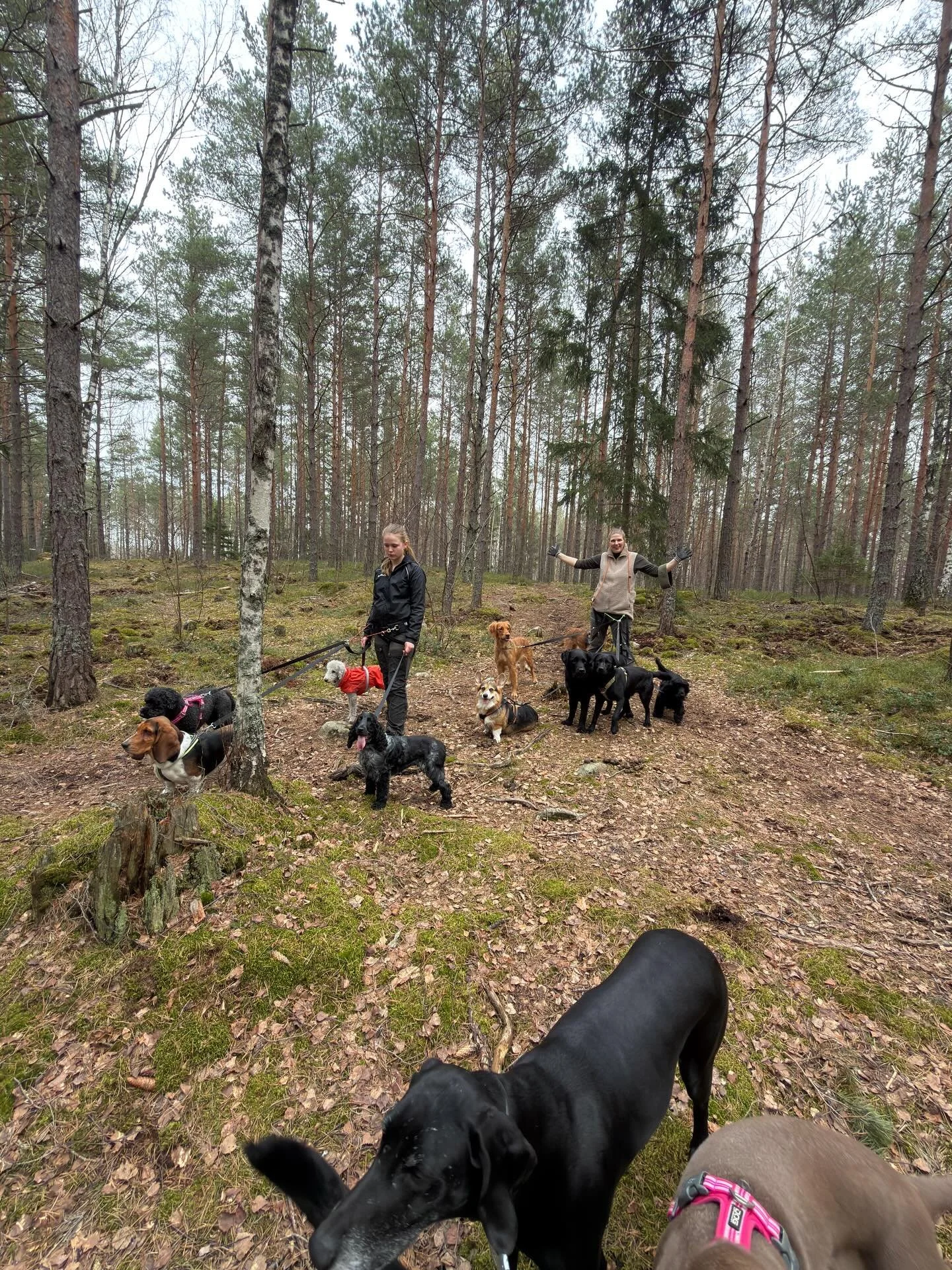 🐶🐾🌲🐕