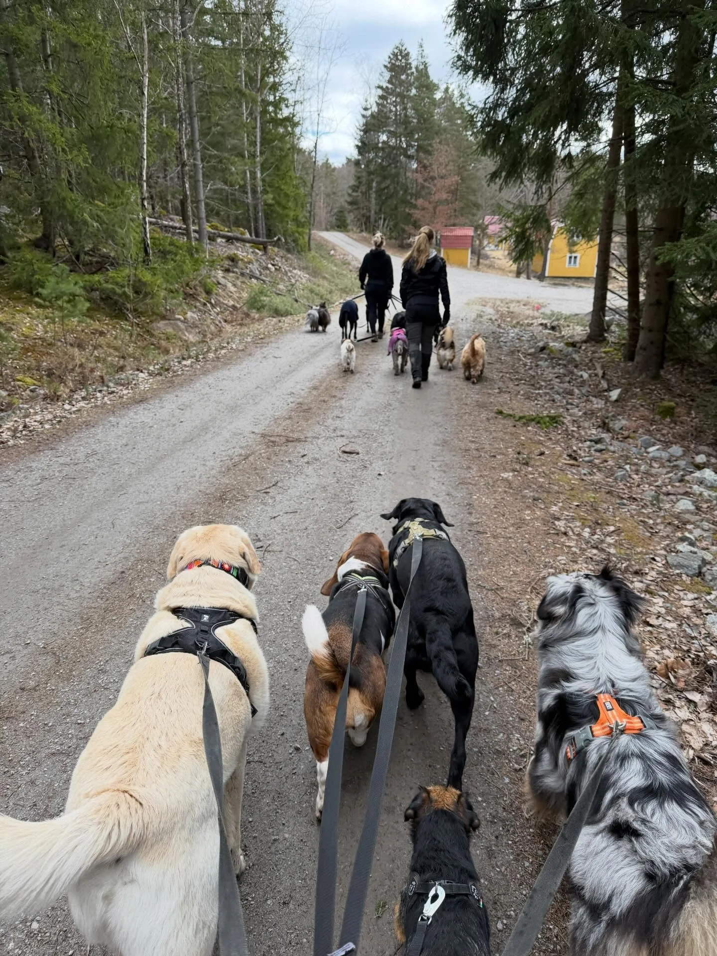 Full fart mot skogen!🥰🌲🐾🐶