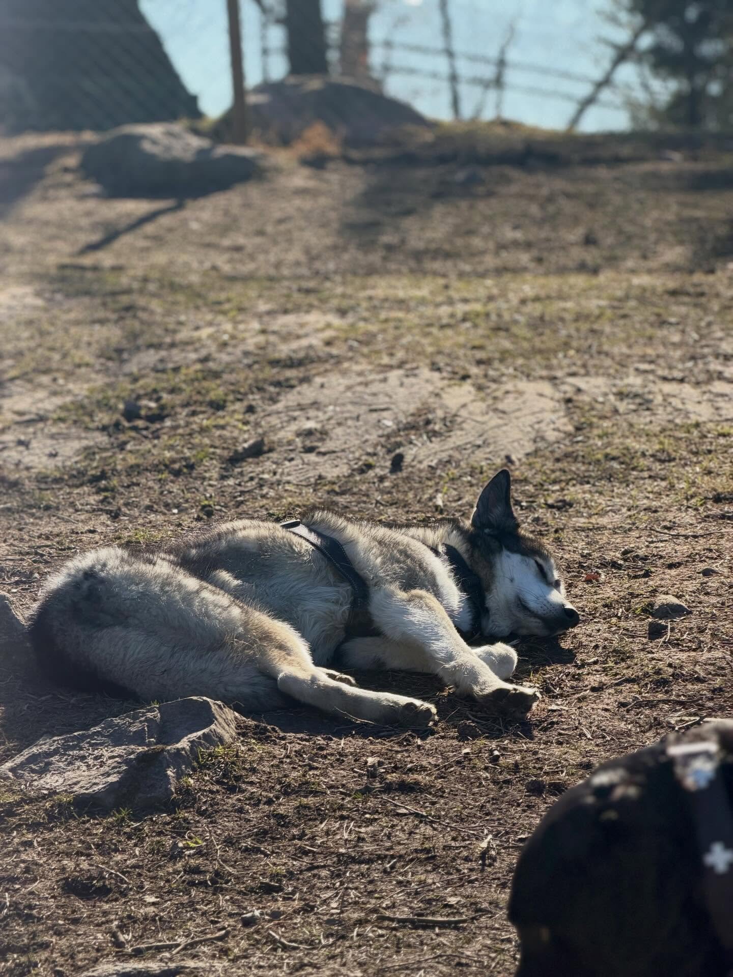 H&auml;r njuts de till fullo i solen efter en l&aring;ngpromenad i skogen!❤️💤🌲