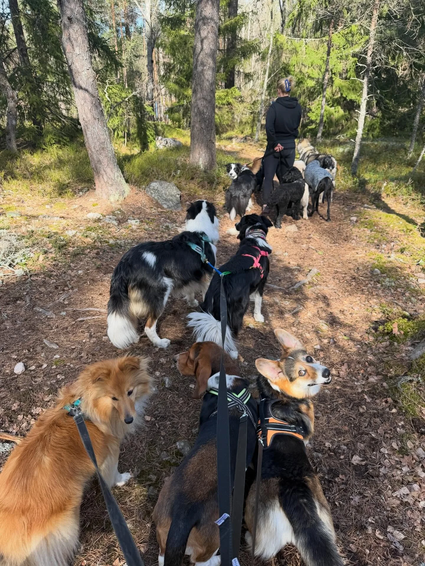 Skogsliga &auml;ventyr!🥰🌲 
Psst&hellip; missa INTE sista bilden, varning f&ouml;r s&ouml;tchock!!❤️