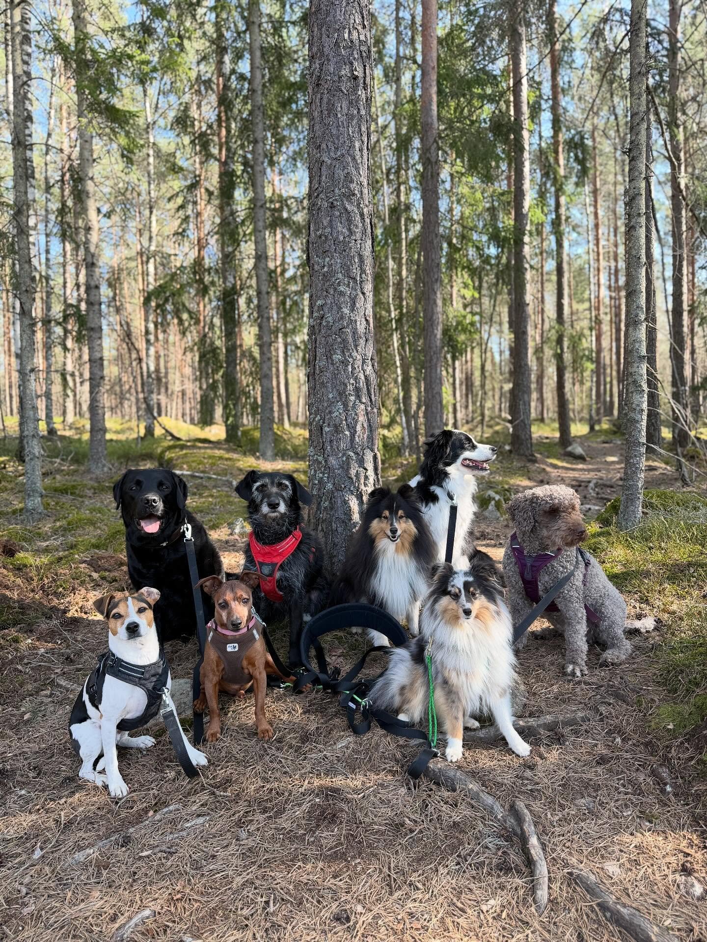 Ute i 🌞-en!😍🐕