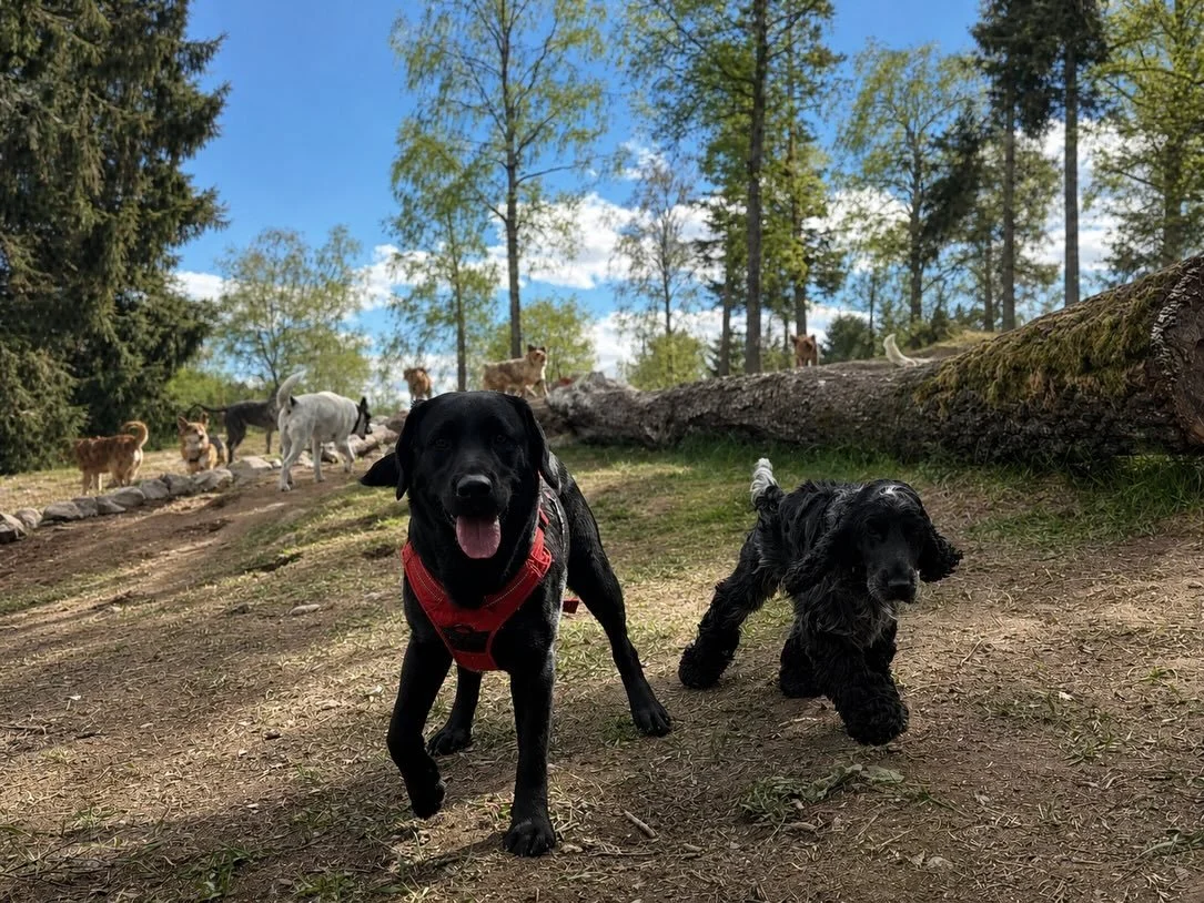 ☀️🌲🐕