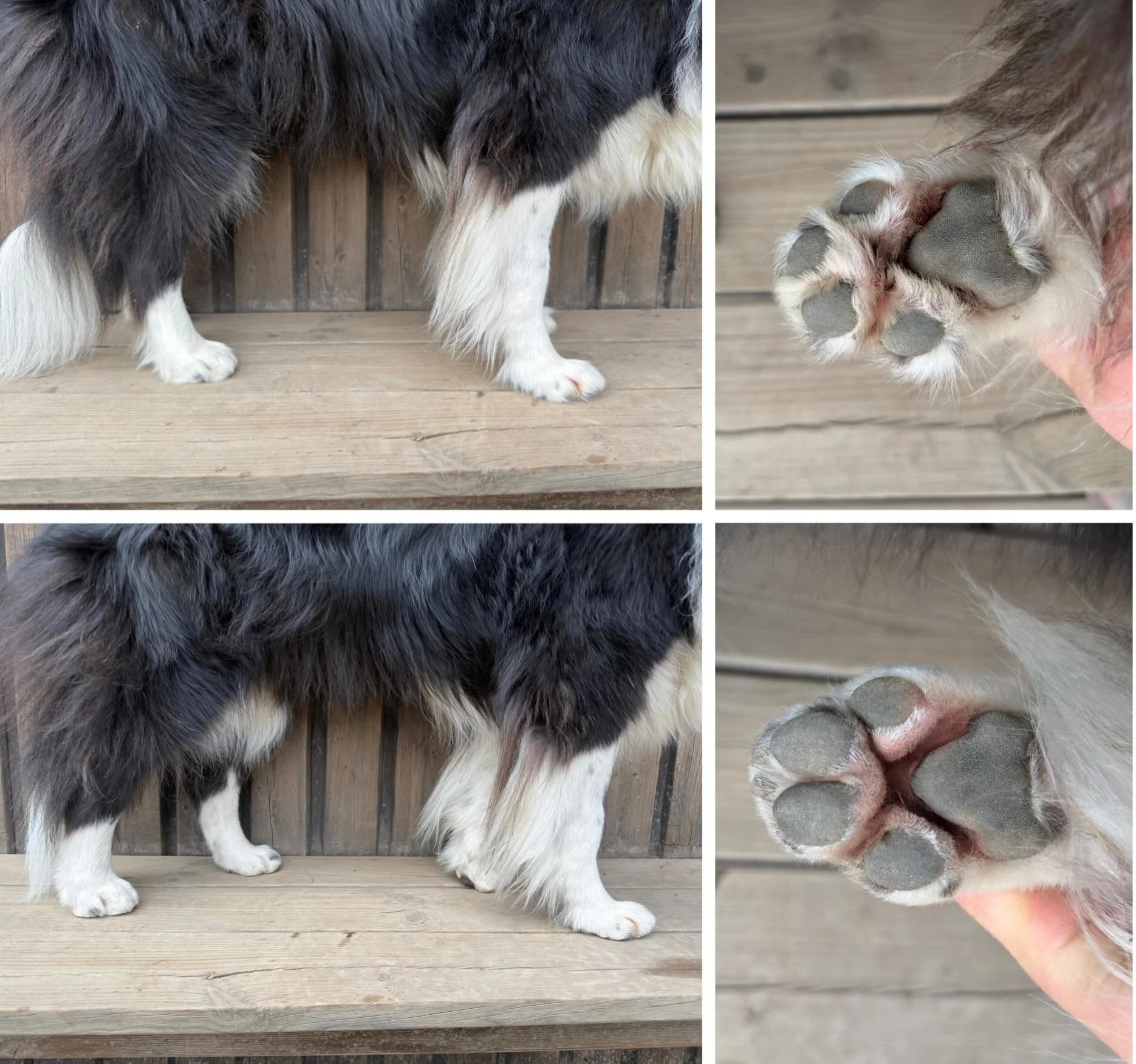 Trim mellan trampdynor och lite puts runt om tassarna!
🐾✂️🐕