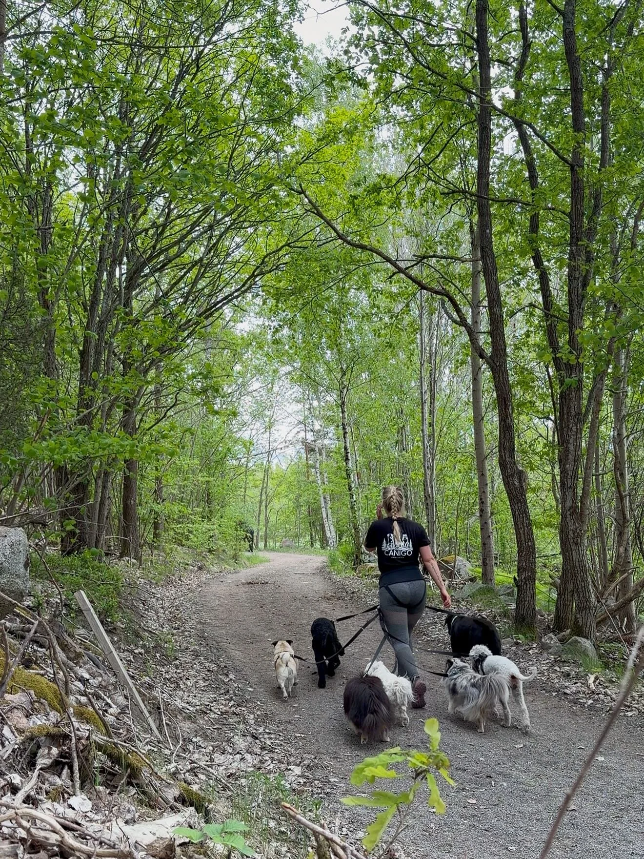 🐾🌲🪵