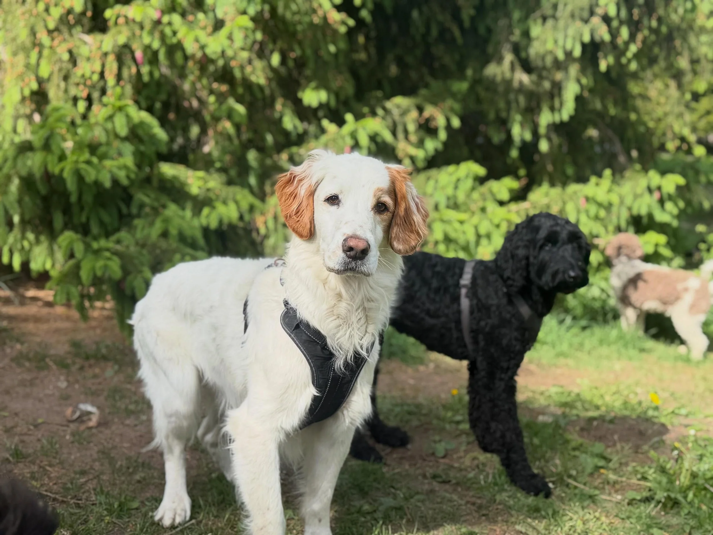 Mer 📸!!! 🐶🥰