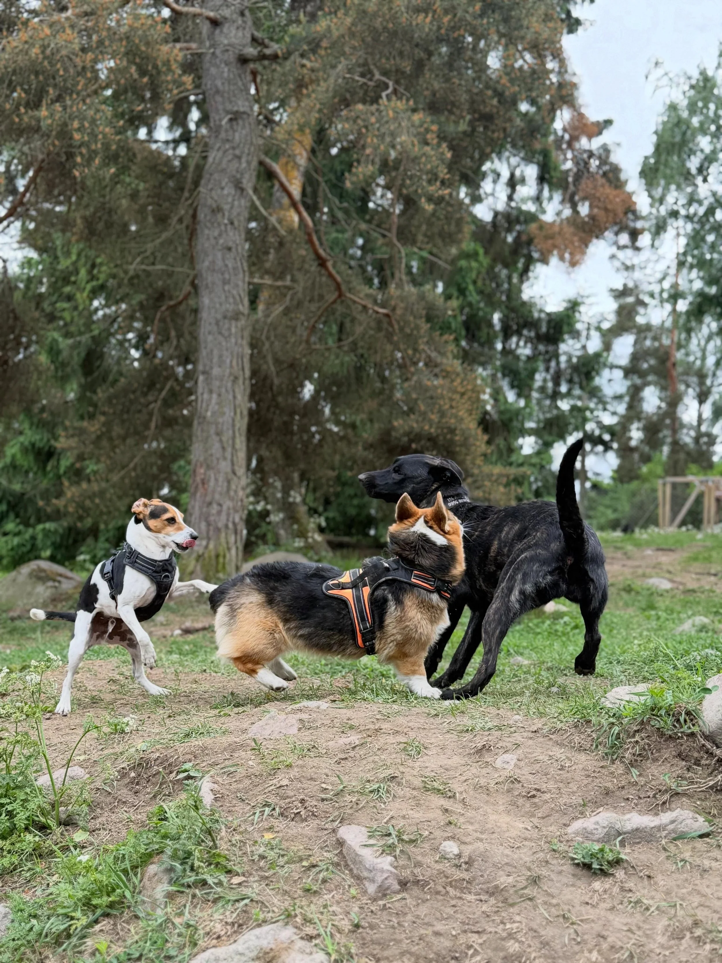 Swipe f&ouml;r 🐺! ❤️