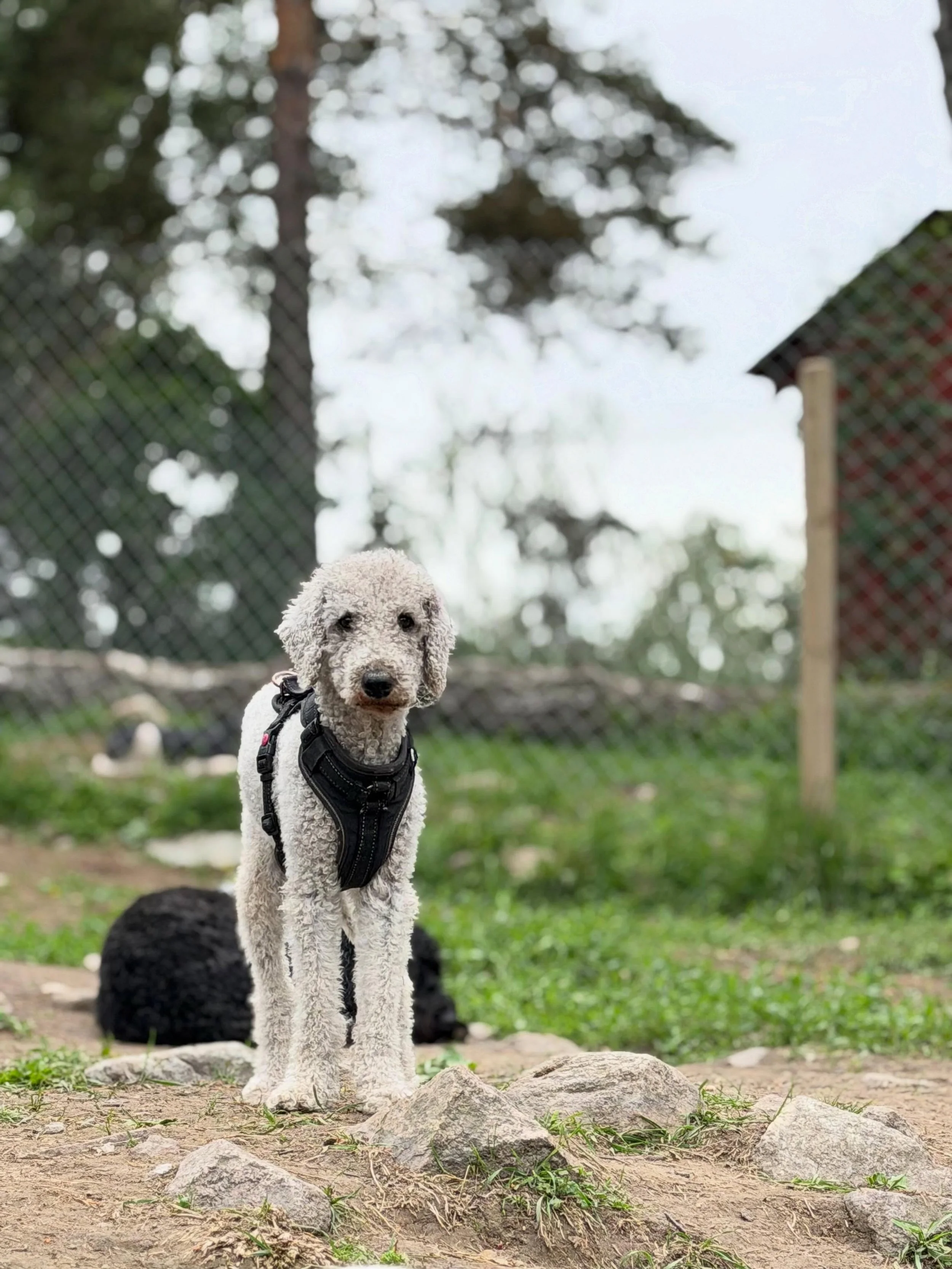 🐶📸🥰