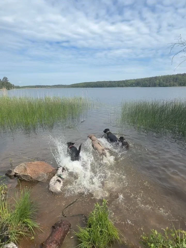 Fr&aring;n tv&aring; badg&auml;ng! Swipe!!🐶🥰☀️