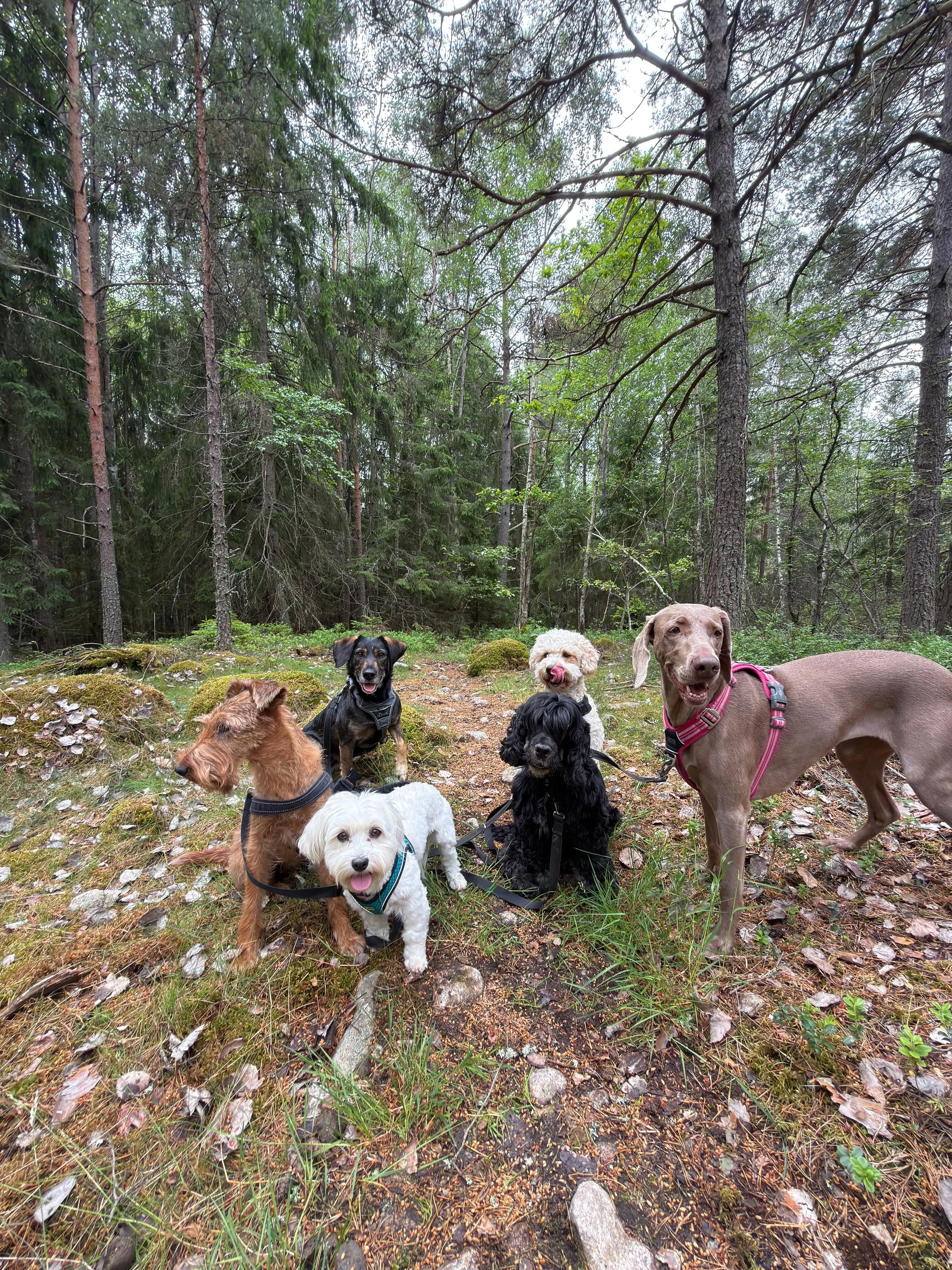 🌲🐕🌞
