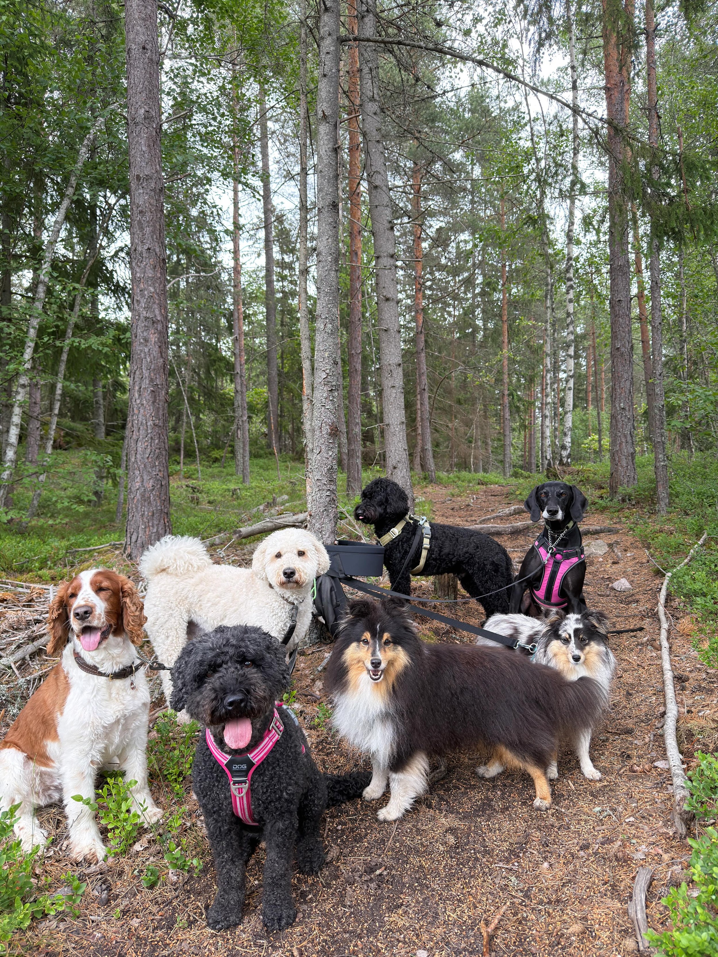 Samtidigt som vi njuter av promenader i gr&ouml;nskan!🌲🐶🌸