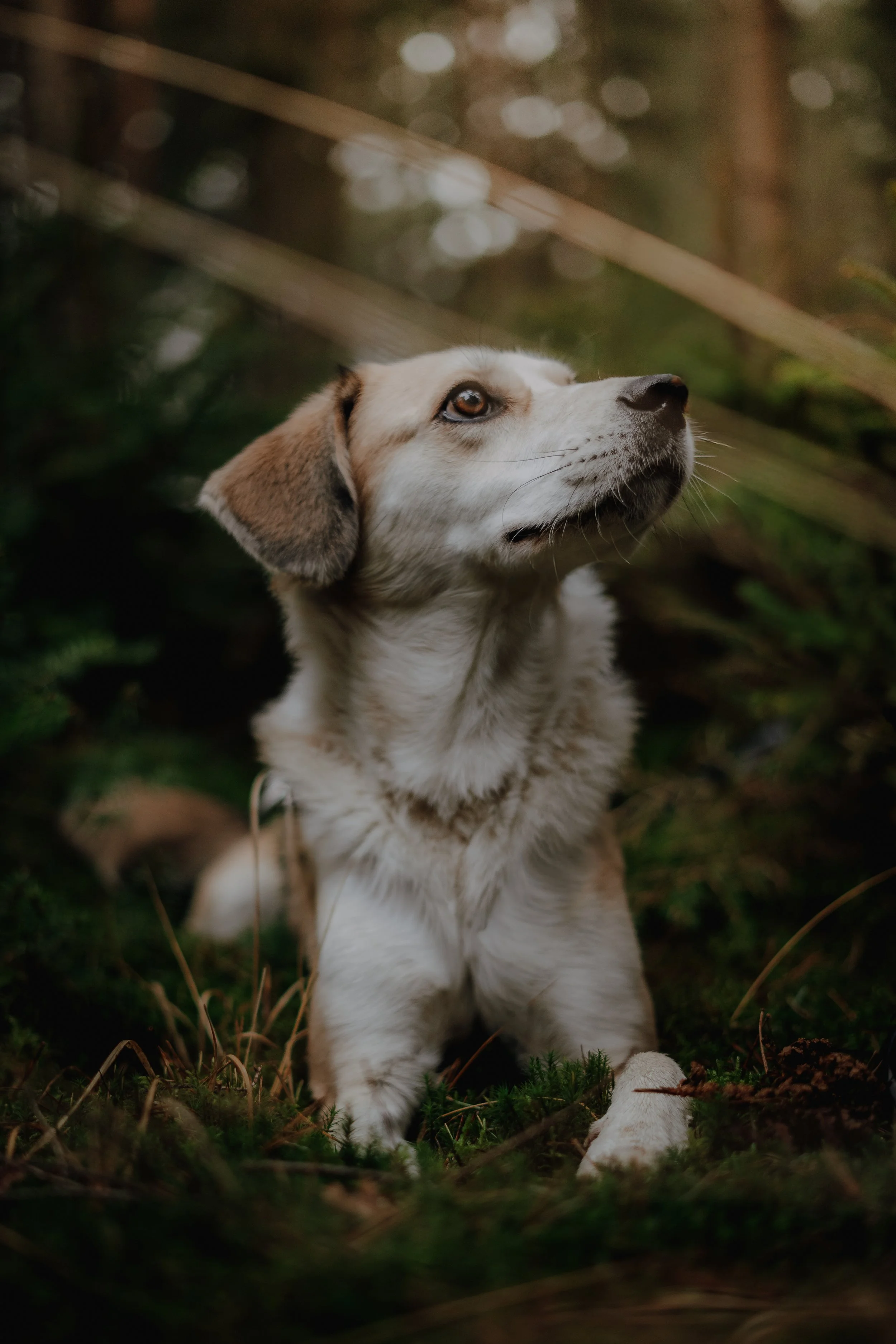 Ein Welpe sitzt im Wald zwischen Bäumen, schaut nach oben und wirkt neugierig.