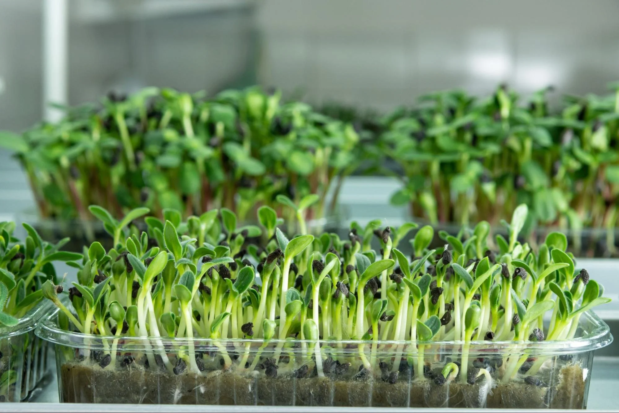 How to Maintain Stable Temperature in Indoor Growing Spaces