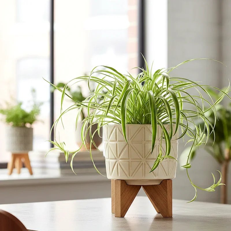 Office Plant Ideas