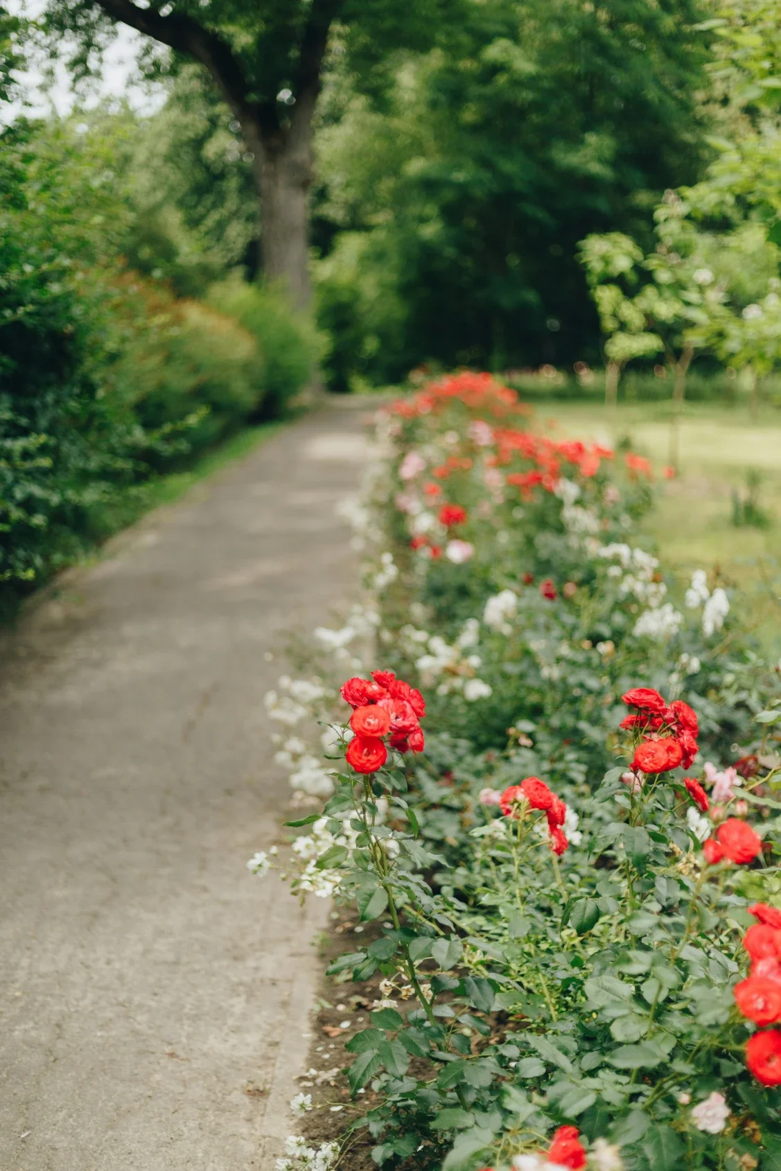 How to Create a Productive Garden Without Inviting Pests Closer to Your Home