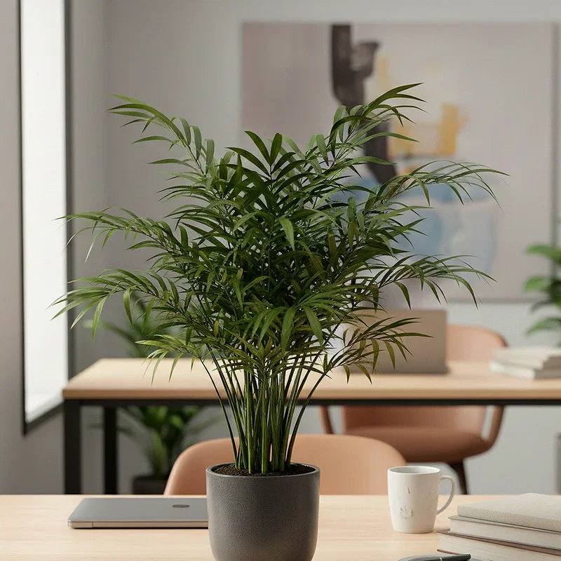Office Plant Ideas