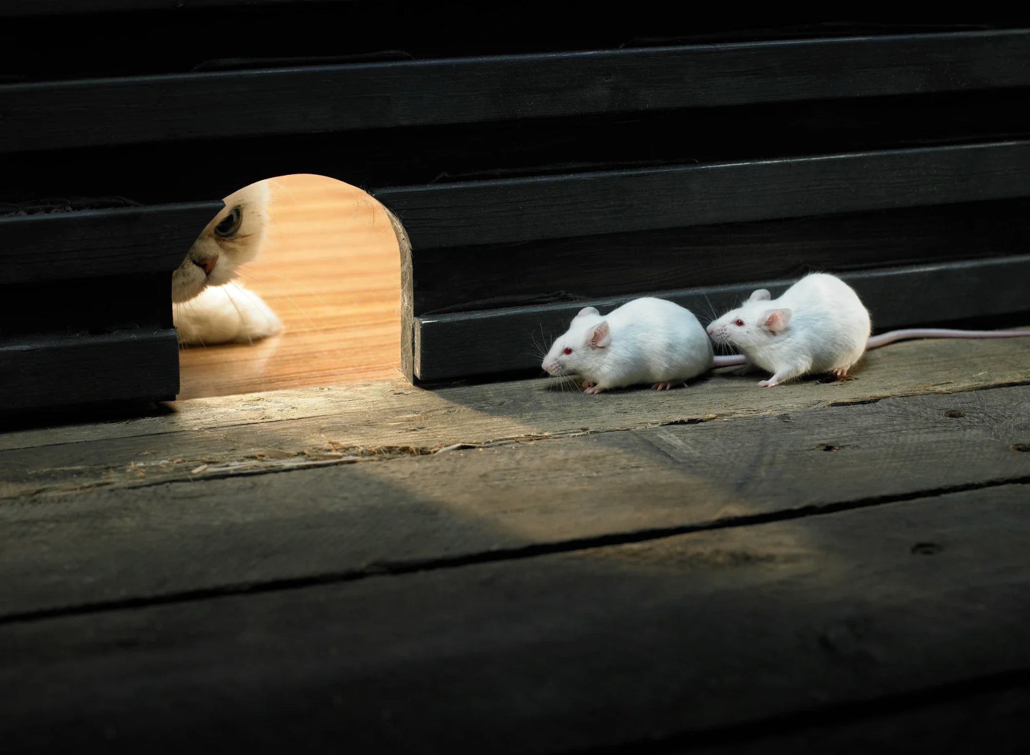 How to Tell if You Have Mice in Your House
