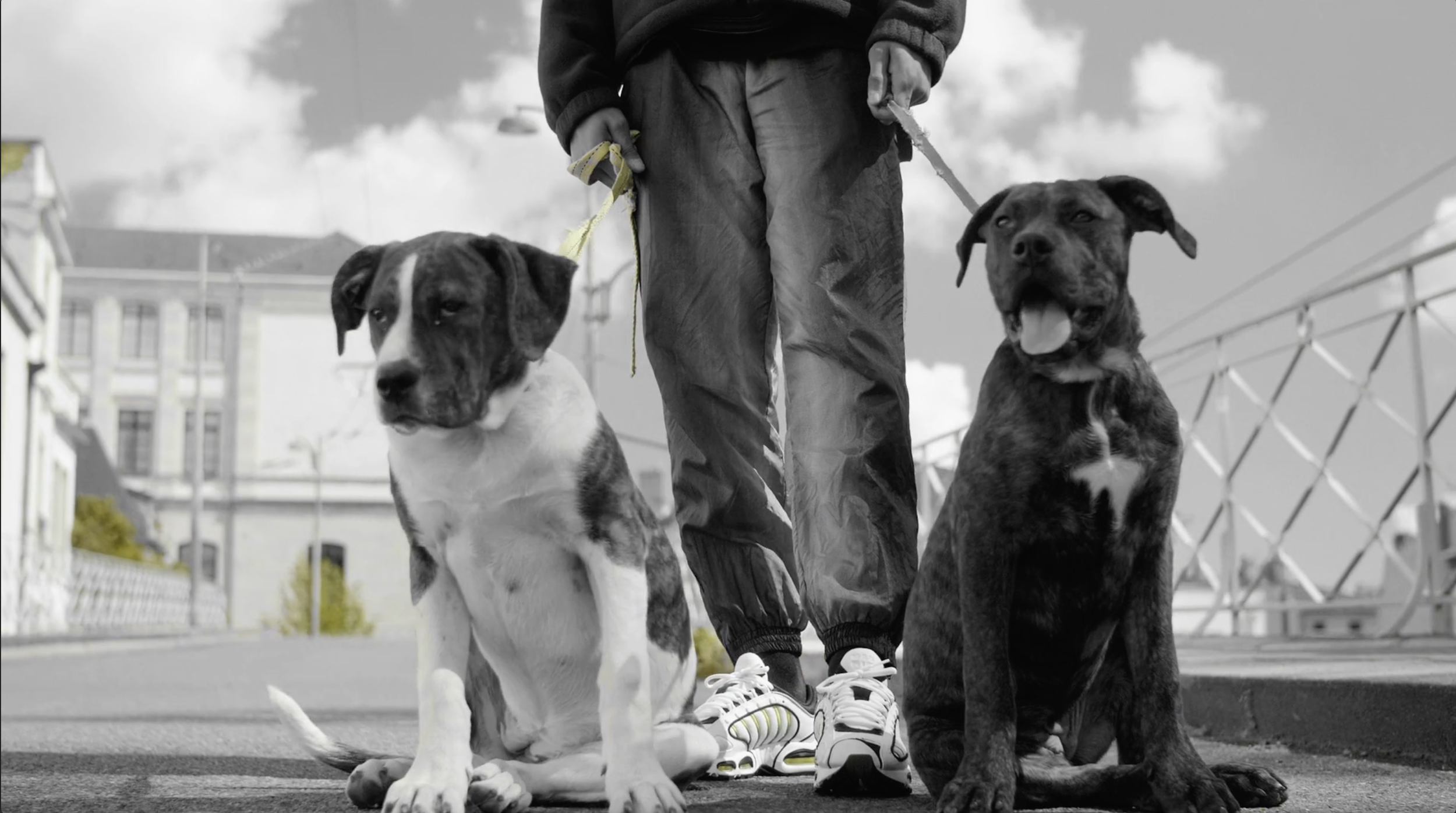 Un homme en vêtements de sport tient deux chiens en laisse, un assis à gauche, un à droite, dans un environnement urbain avec des bâtiments et un ciel nuageux en arrière-plan.