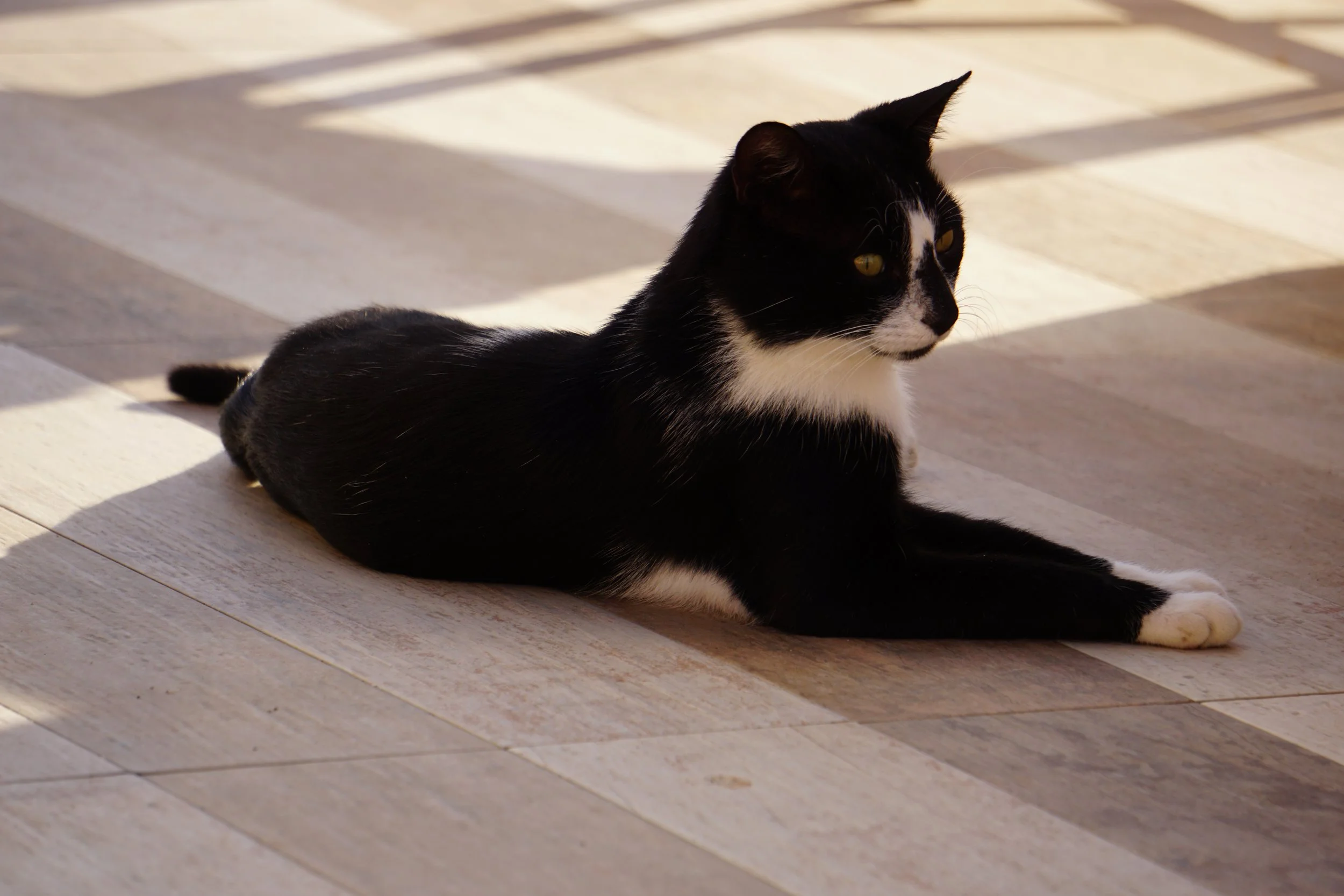 My studio cat, Kri Kri, a rescue from Crete, who plays in Studio all day.