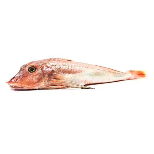 red gurnard