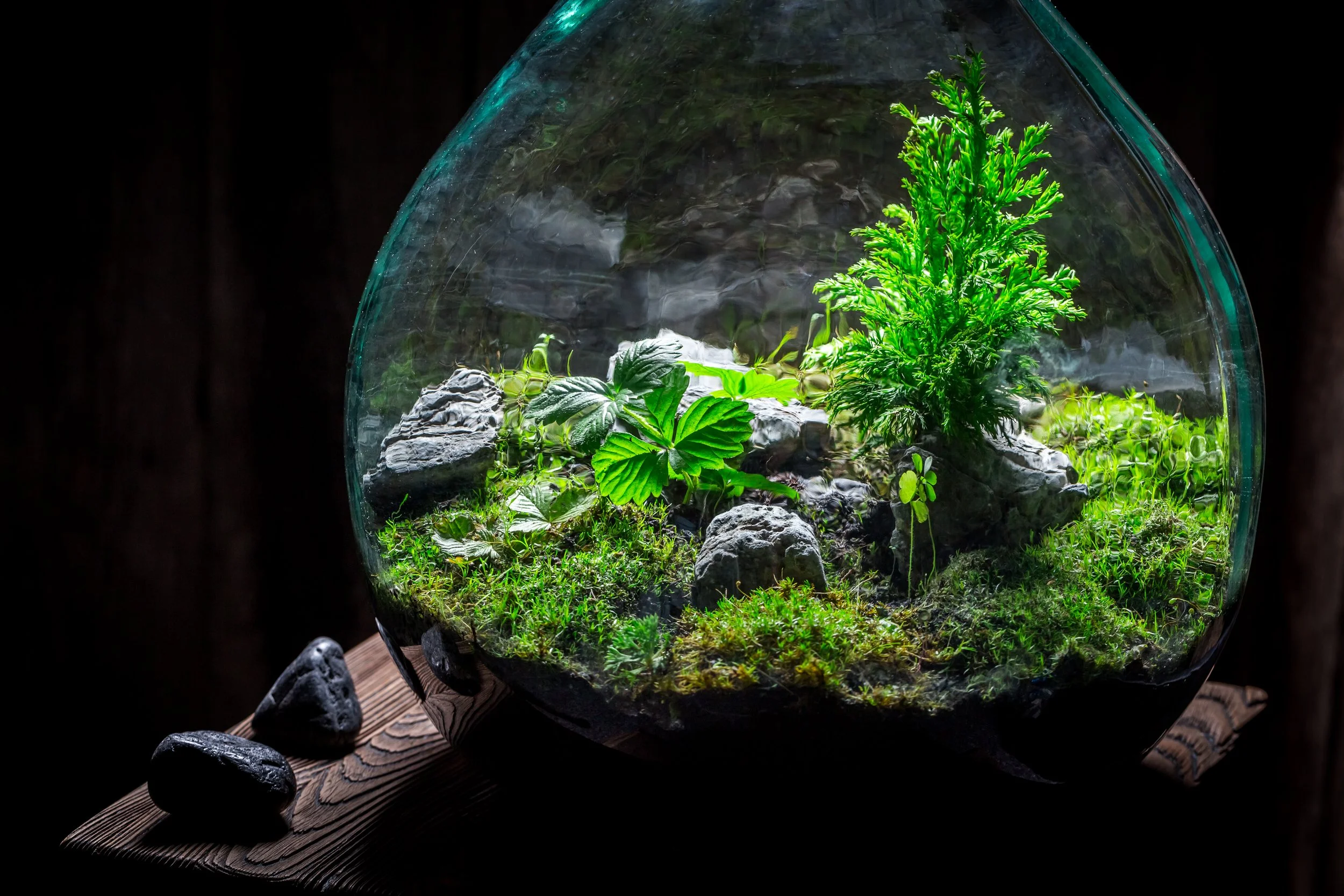 stunning-rain-forest-in-a-jar-with-self-ecosystem-2026-03-24-13-00-21-utc.jpg