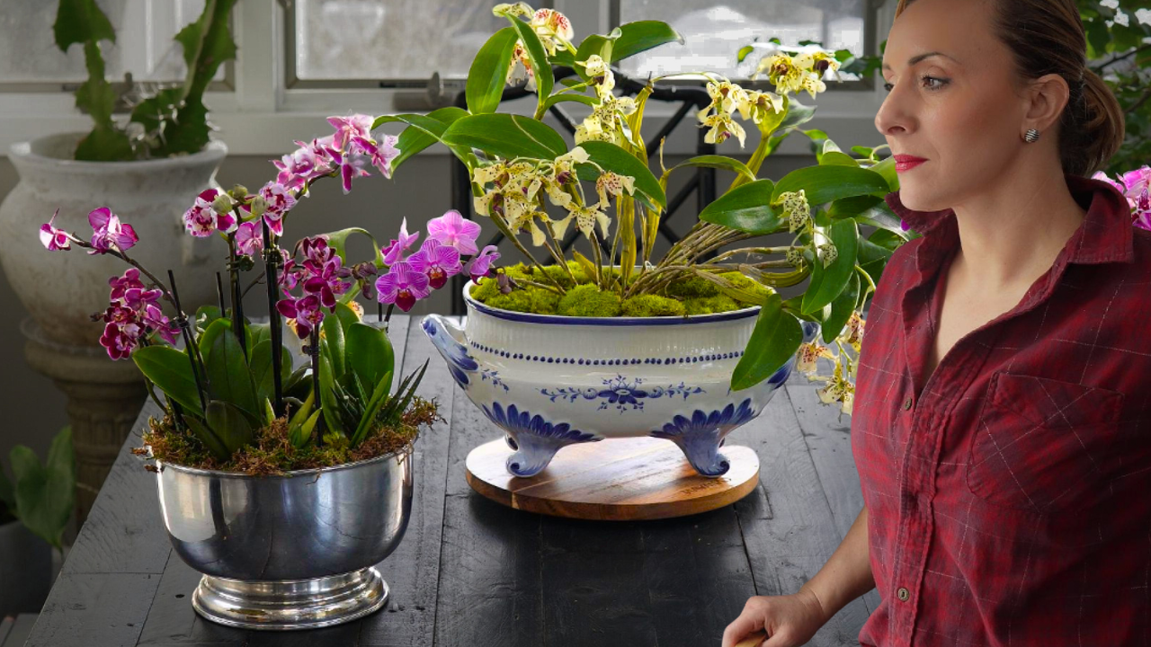 A woman in a red shirt is standing on the right side near a wooden table with several potted orchids in bloom, some with purple flowers and others with yellow and white flowers, inside a bright room with large windows.