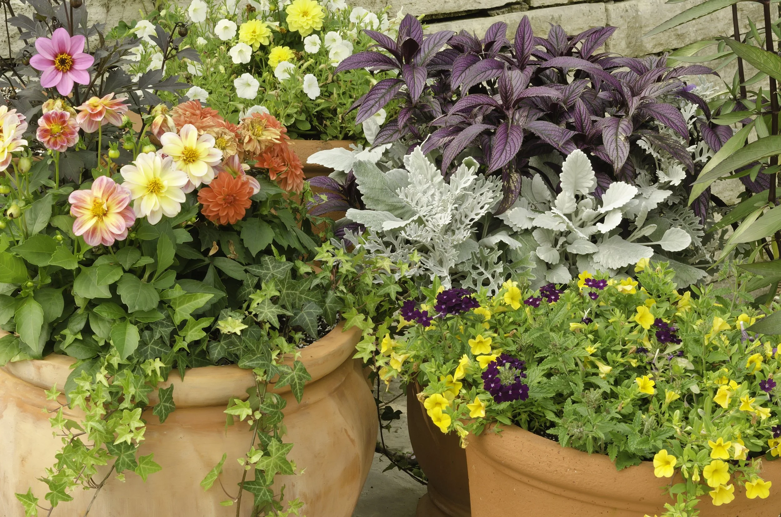closeup-of-spring-garden-floral-arrangement-in-lar-2026-03-26-01-18-33-utc.jpg