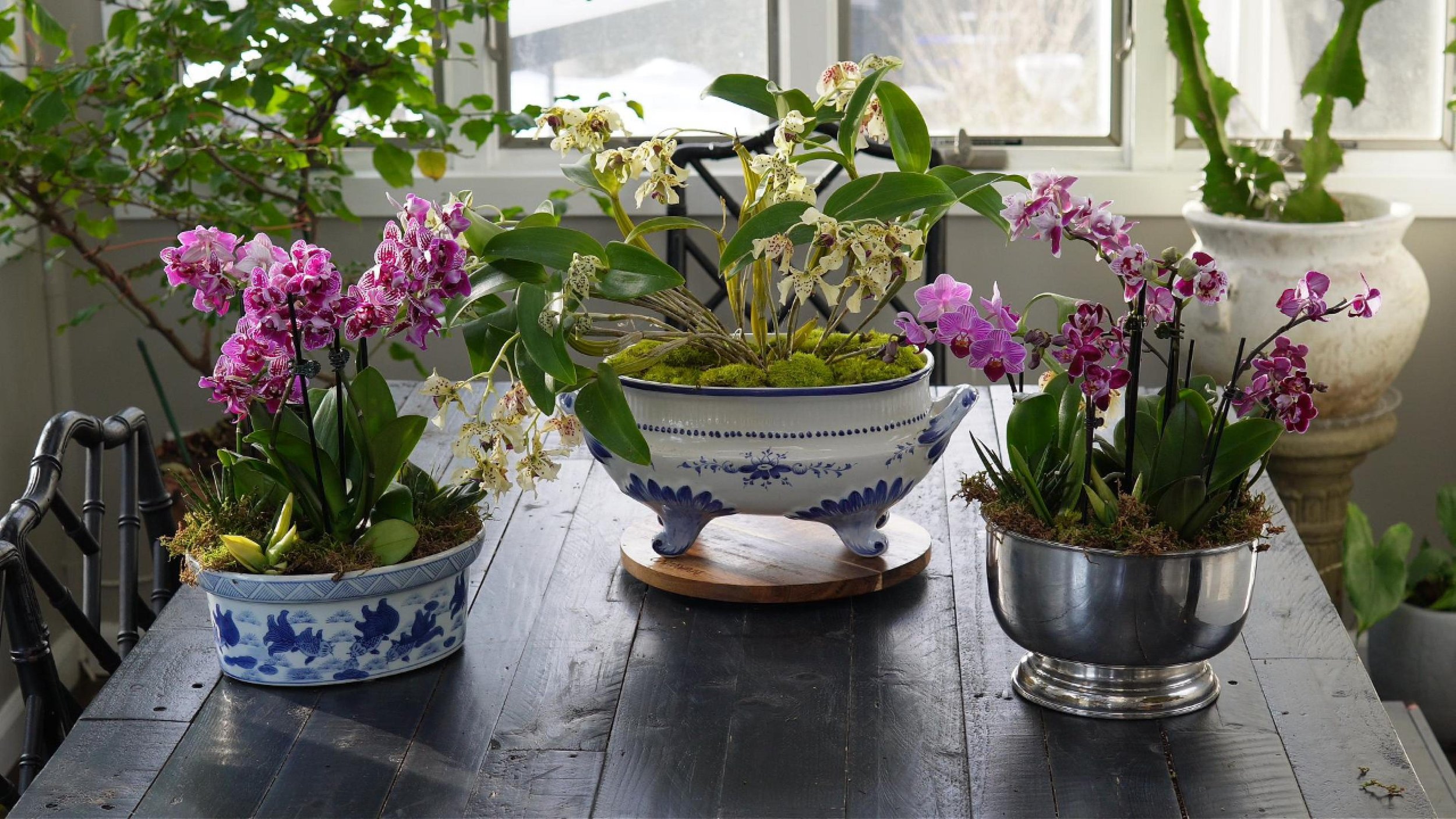 Arrangement of potted orchids on a wooden table in a sunlit room, with garden plants and large decorative pot in the background.