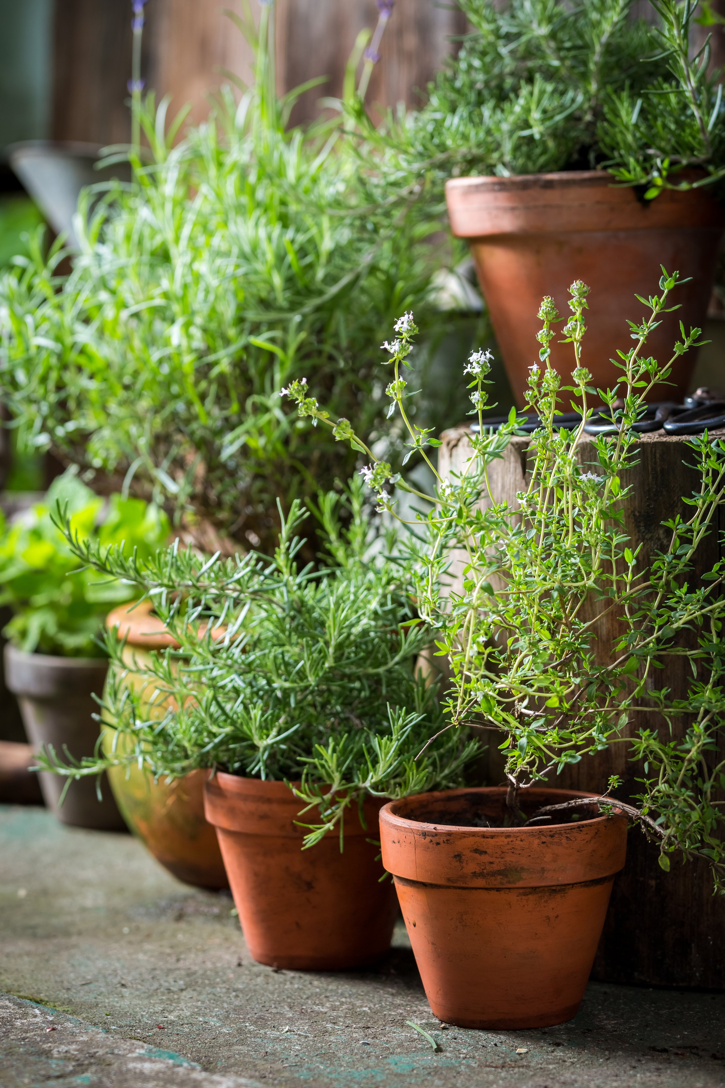 homegrown-and-aromatic-herbs-in-summer-garden-2026-01-09-07-02-24-utc.jpg