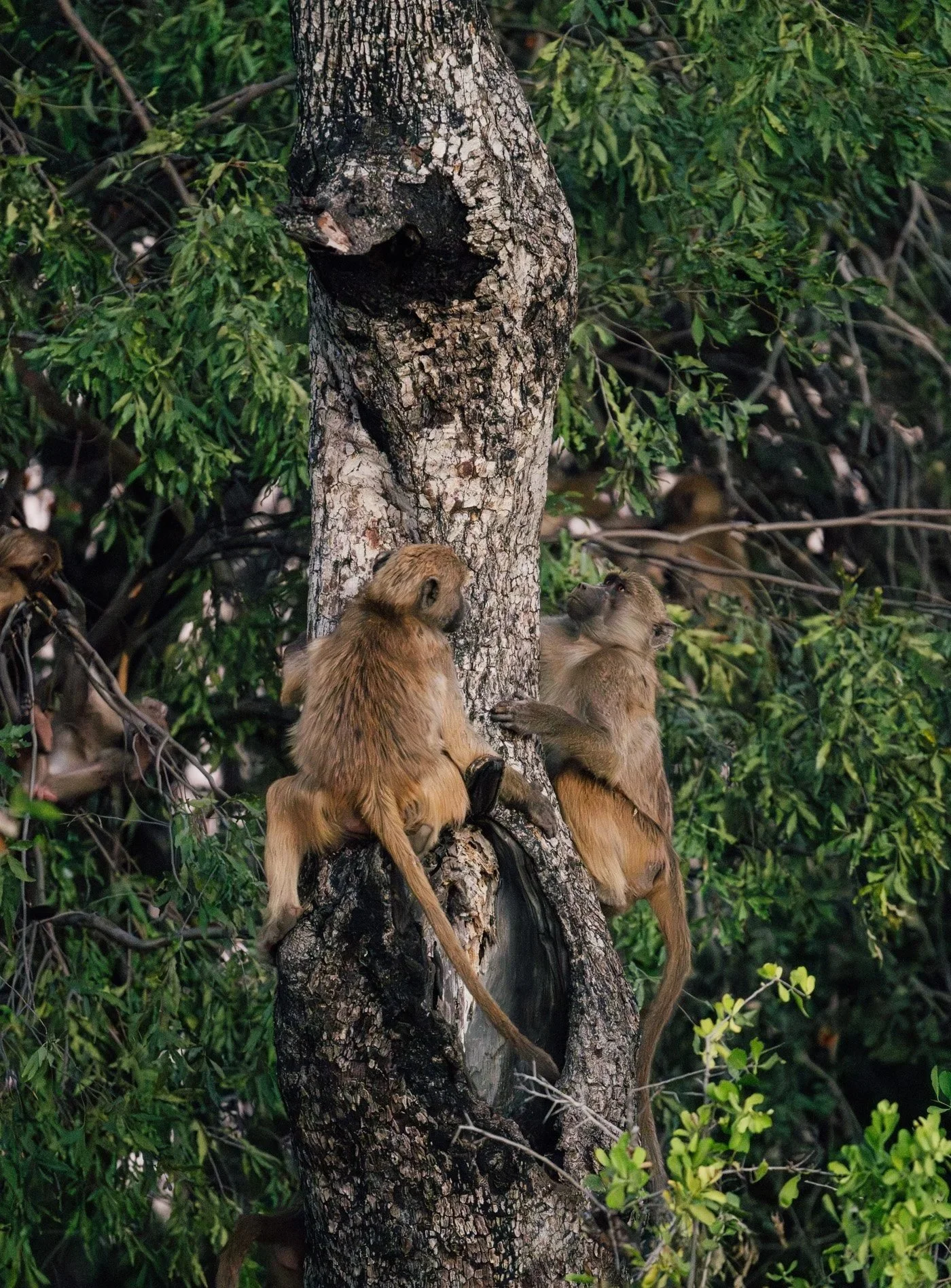 2025-05-chundukwa-livingstone-zambia-by-marion-payr-353.jpg