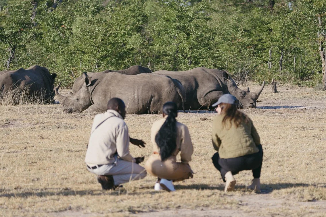 rhino_walk.jpg
