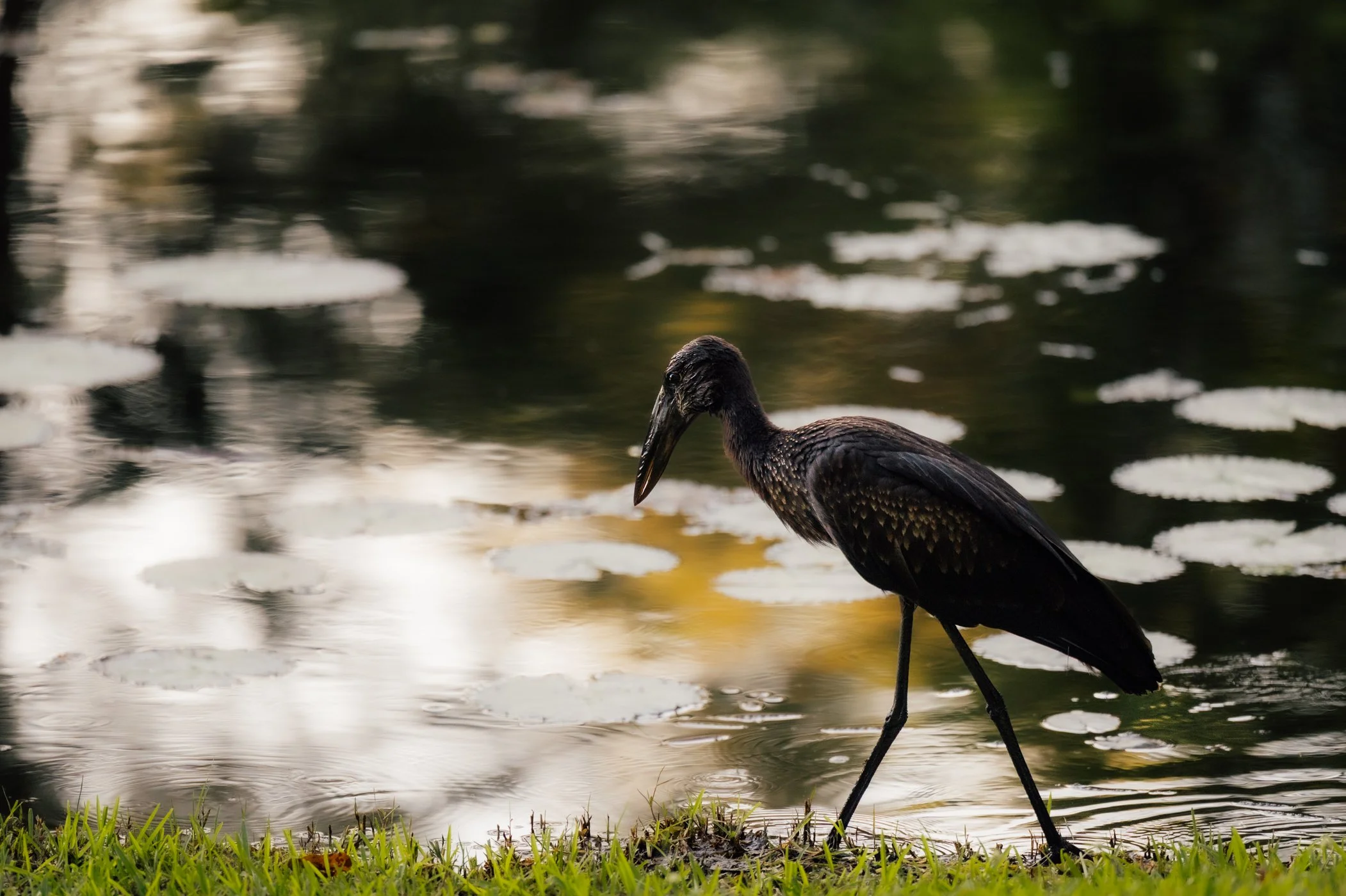 2025-05-chundukwa-livingstone-zambia-by-marion-payr-1190.jpg
