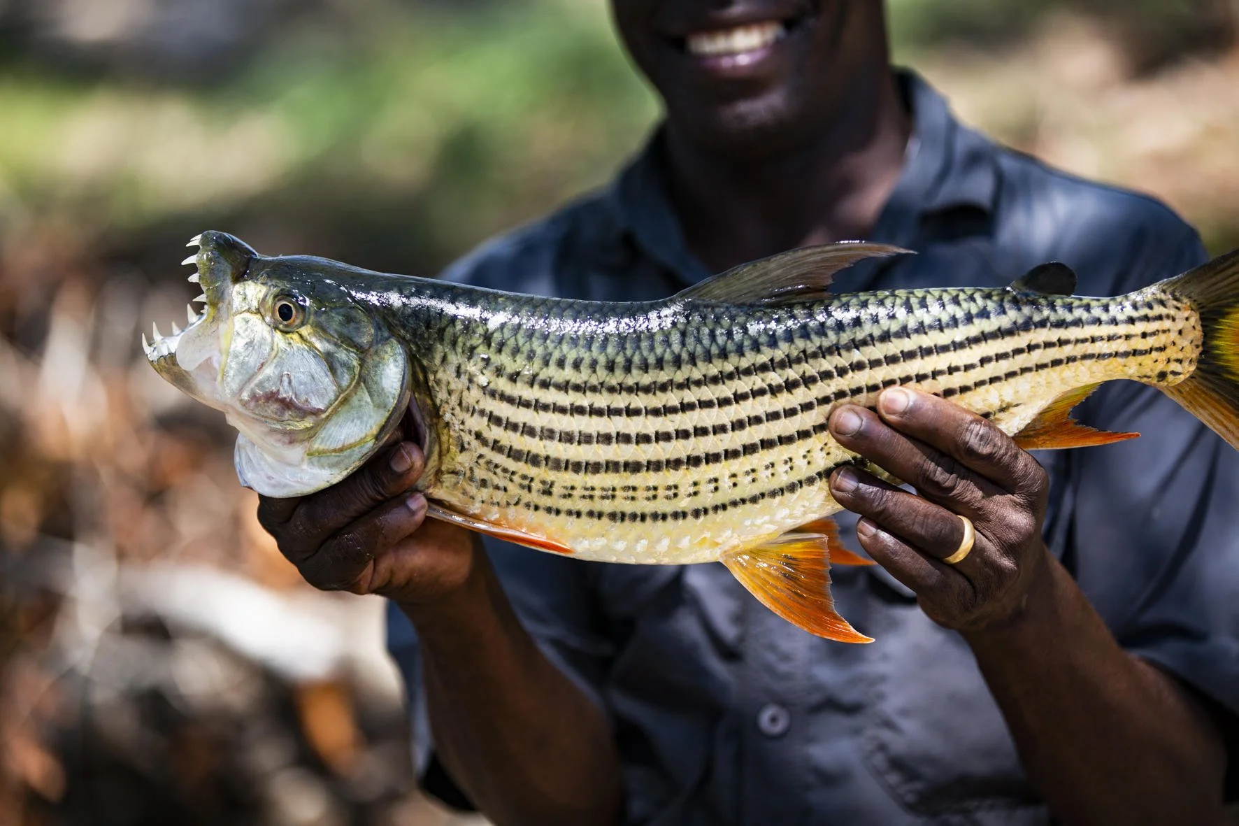 tokaleya-zambia-wildernesssafari-8372.jpg