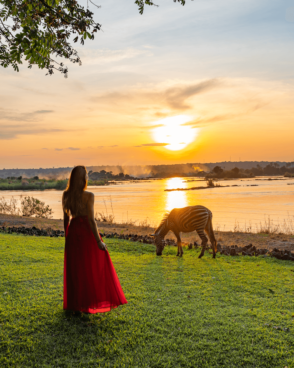 sunset-zebra-royal-livingstone.png