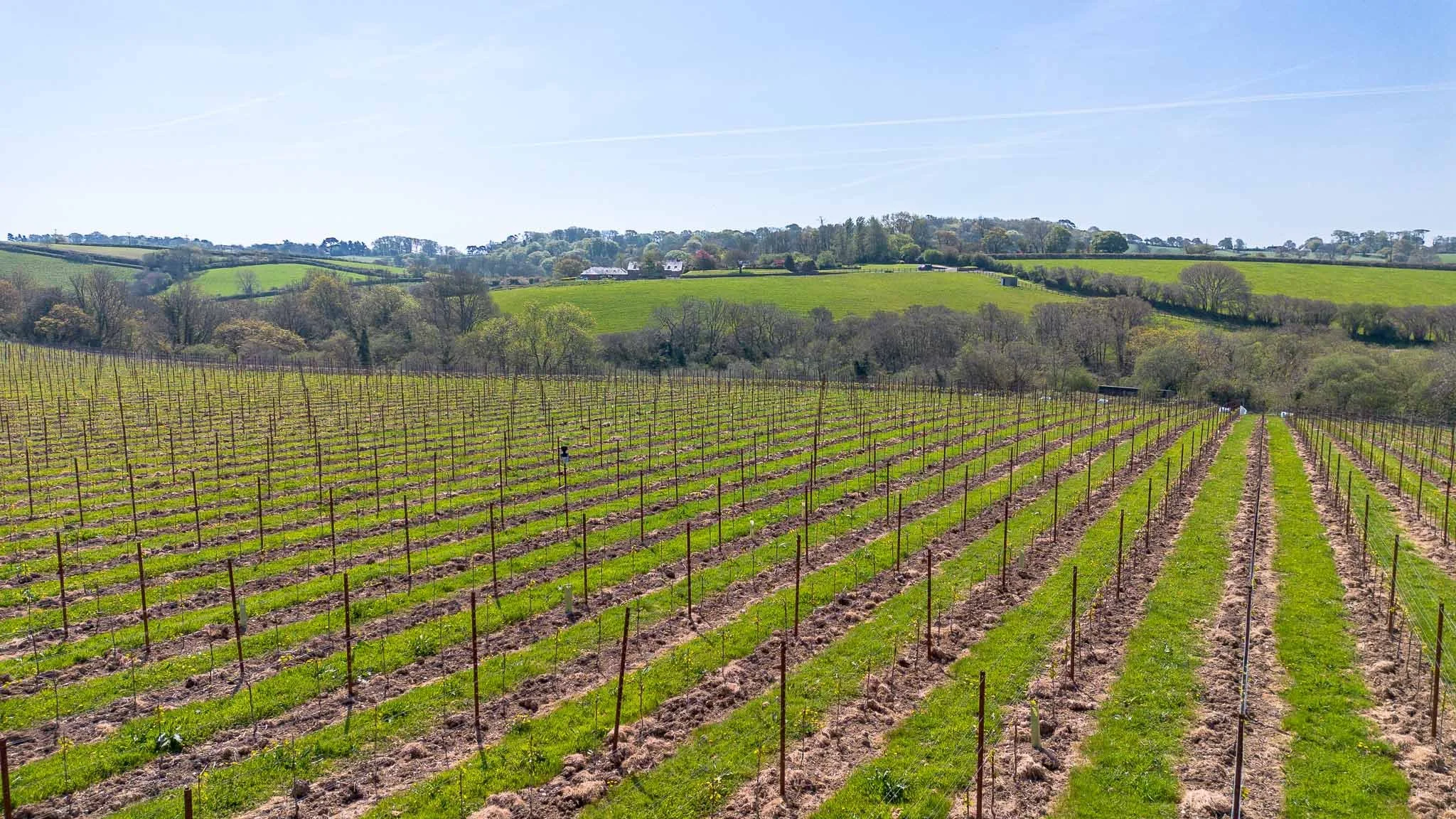 A vineyard with rows of grapevines on a sunny day, surrounded by rolling green hills and scattered trees in the background.