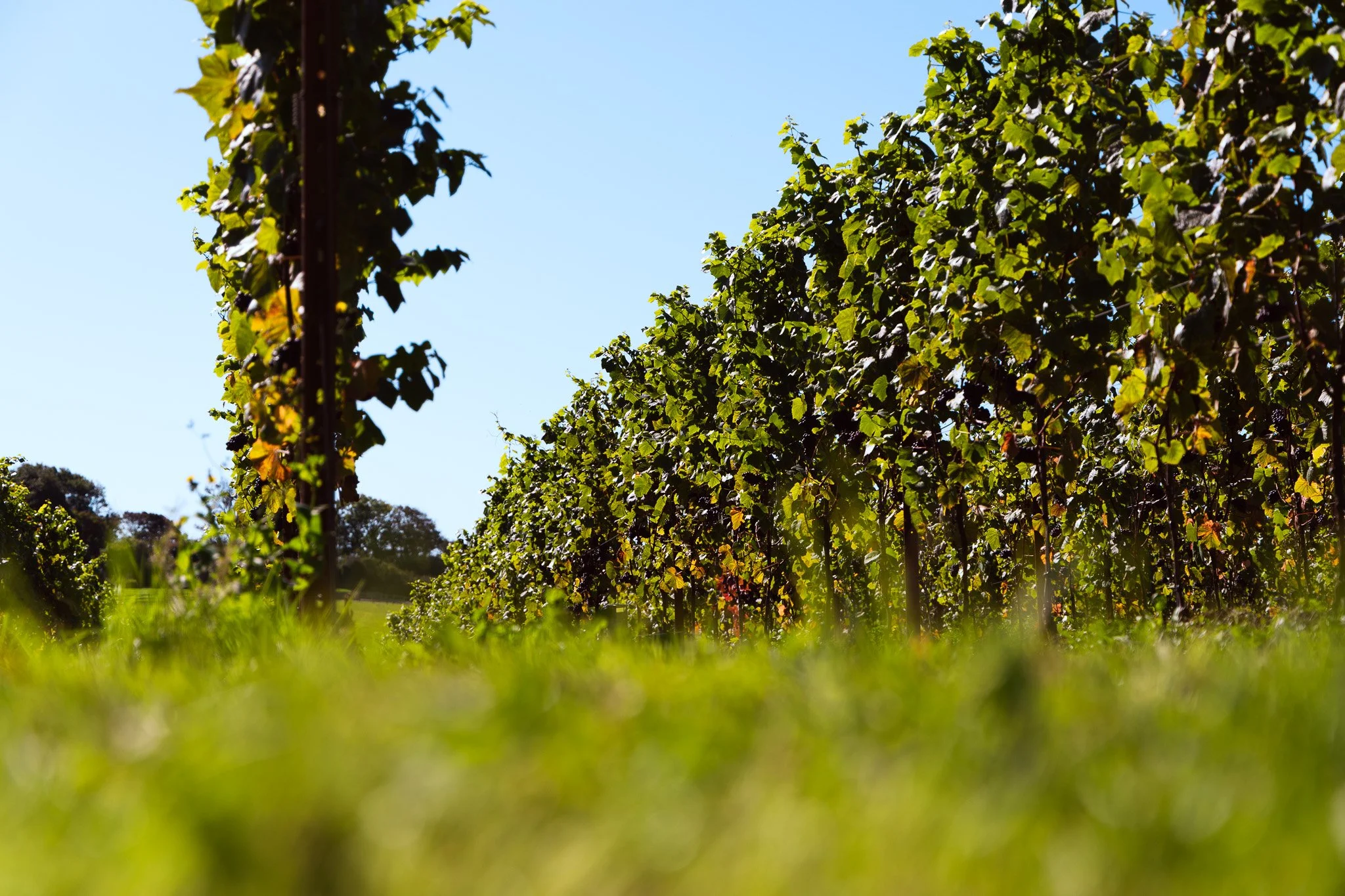 Vineyard with lush grapevines growing on trellises under a clear blue sky.